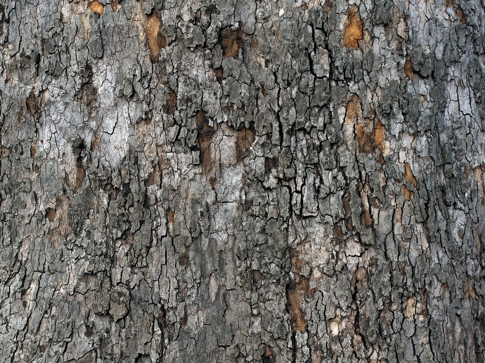 Обои дерево, текстура, кора, tree, texture, bark разрешение 2560x1600 Загрузить
