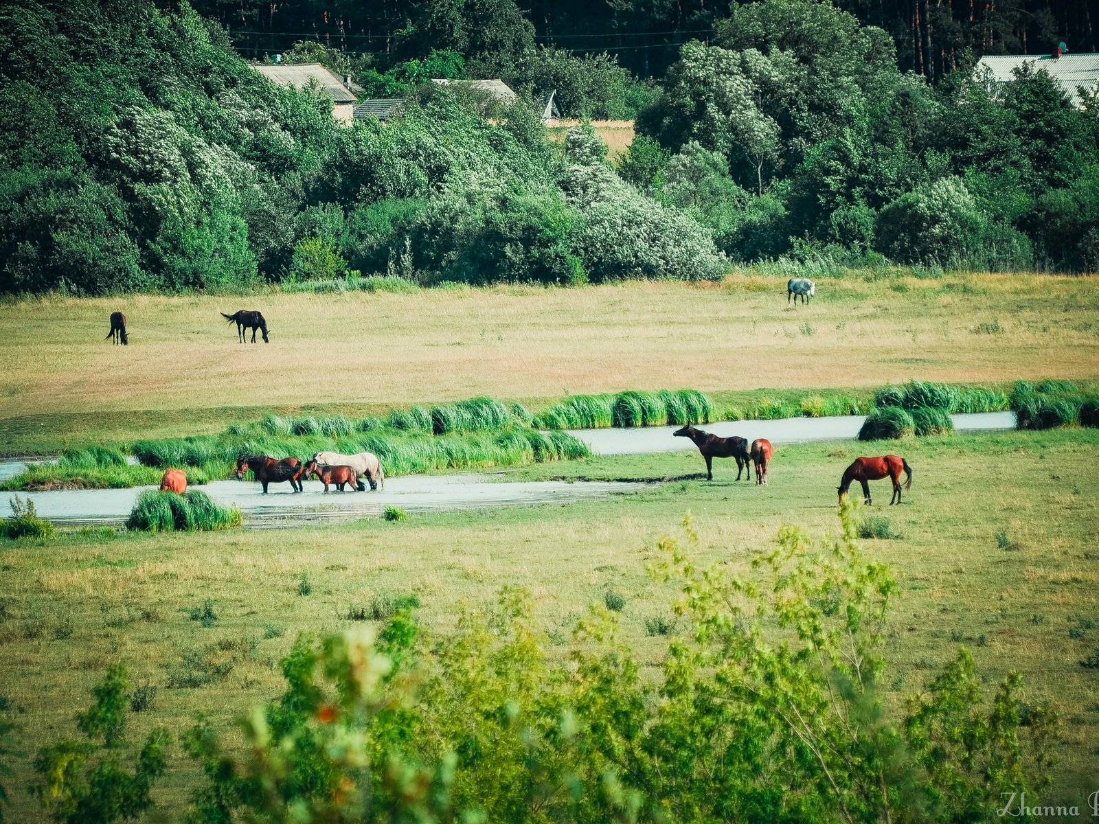 Обои трава, вода, поле, лето, лошади, кони, речка, grass, water, field, summer, horse, horses, river разрешение 2880x1907 Загрузить