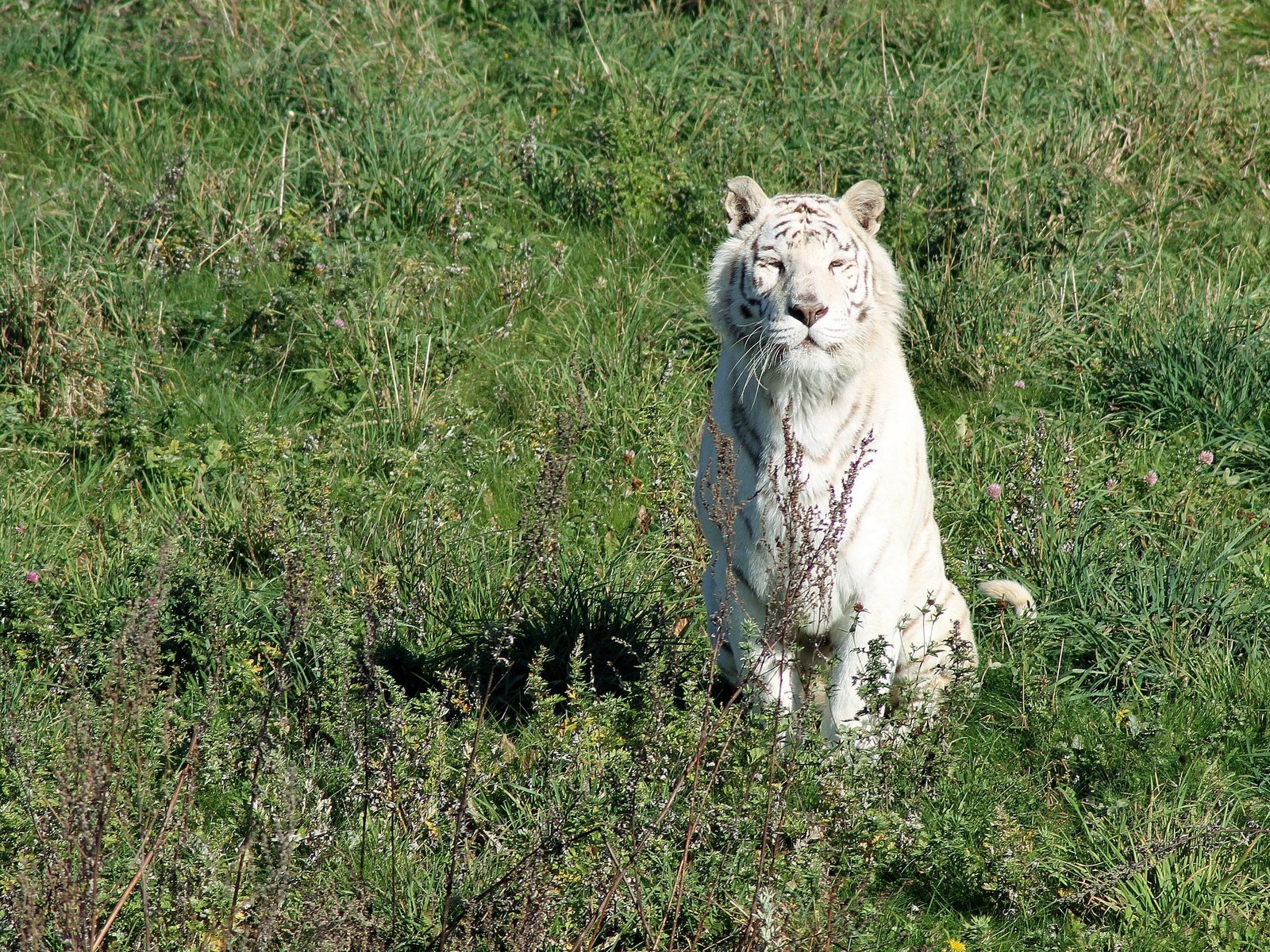 Обои тигр, трава, солнце, кошка, белый, хищник, белый тирг, tiger, grass, the sun, cat, white, predator, white ting разрешение 2880x1877 Загрузить