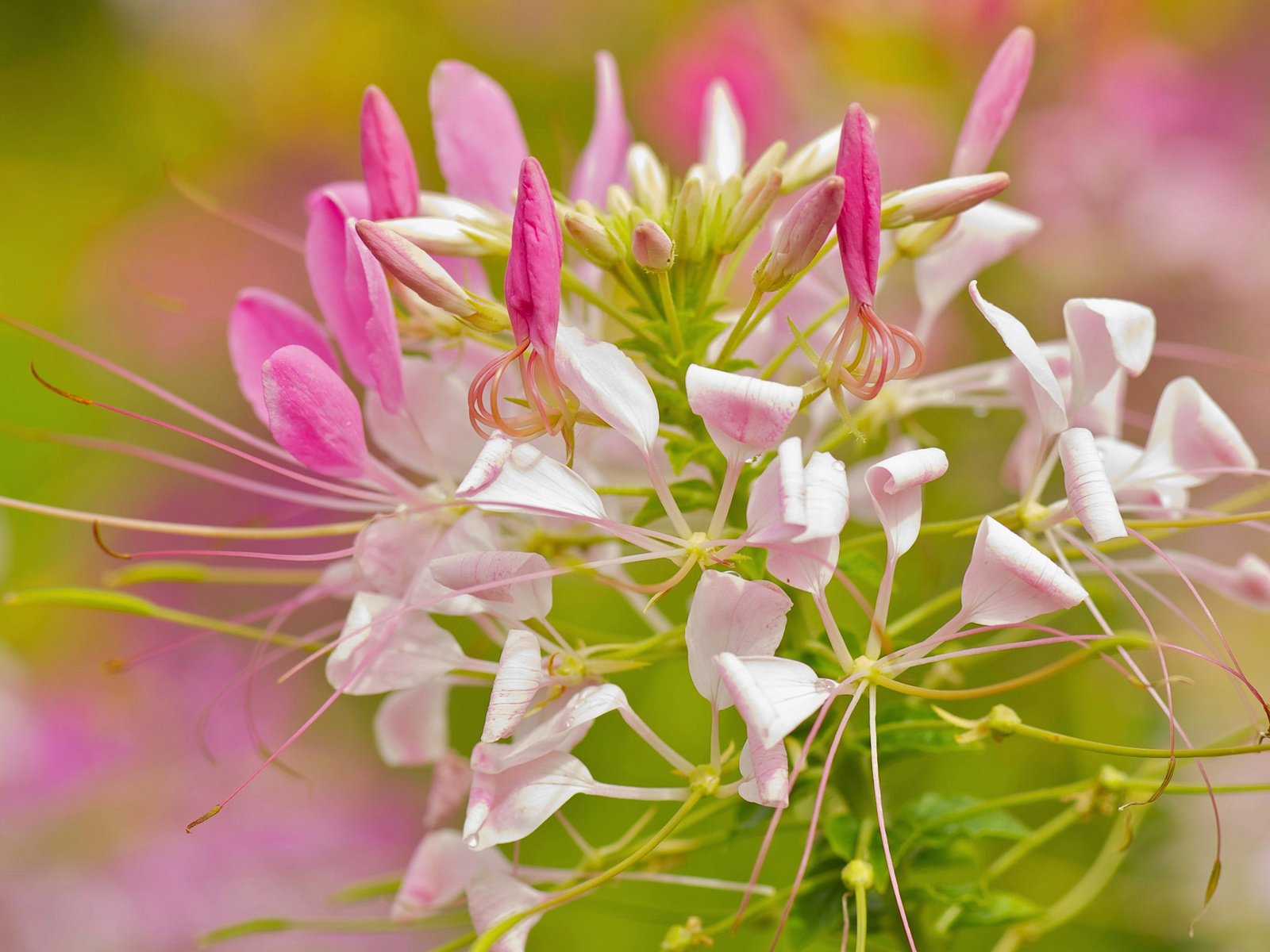 Обои цветы, макро, розовые, нежность, flowers, macro, pink, tenderness разрешение 2048x1365 Загрузить