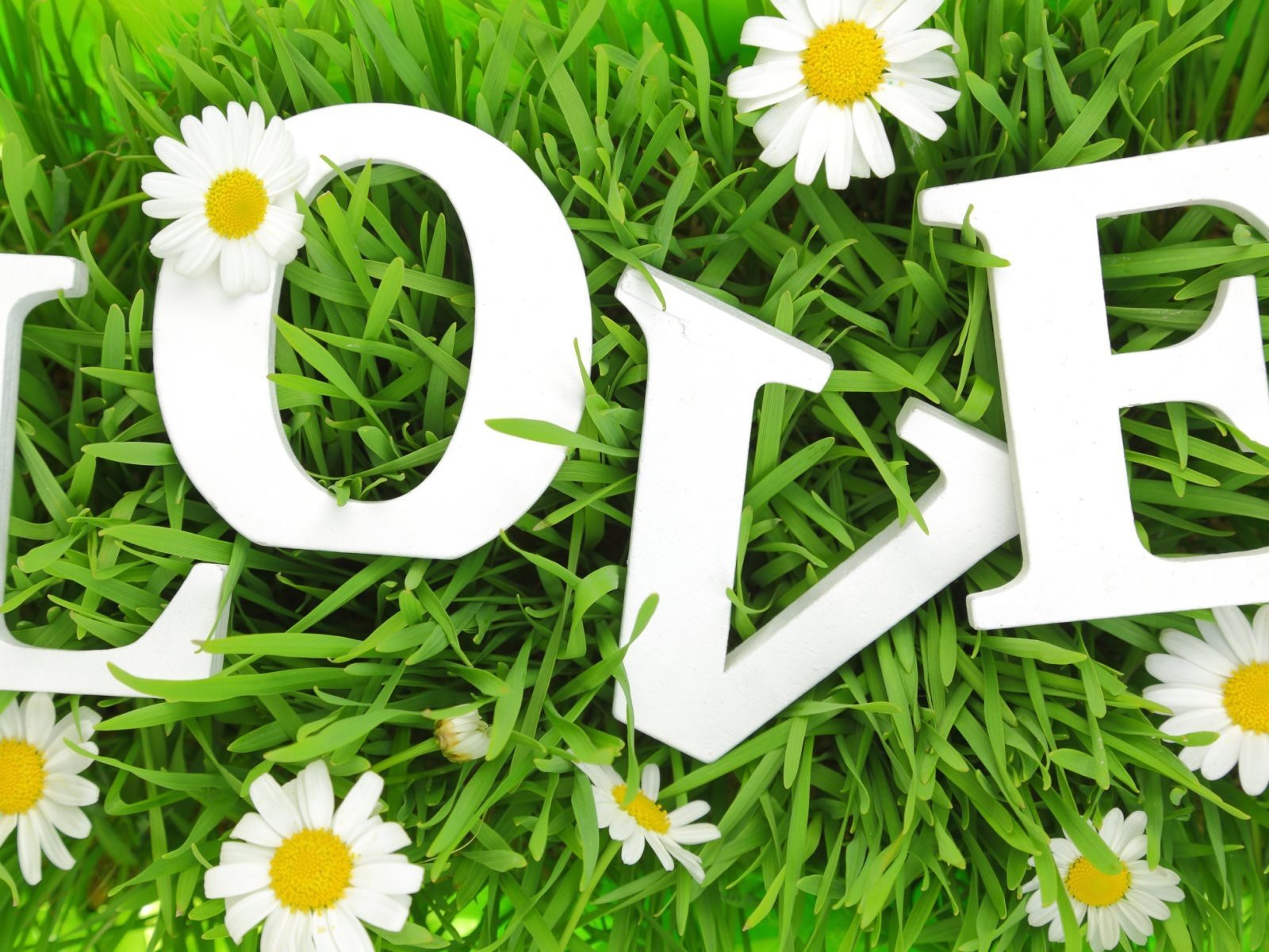 Обои трава, буквы, любовь, ромашки, влюбленная, grass, letters, love, chamomile разрешение 1920x1200 Загрузить