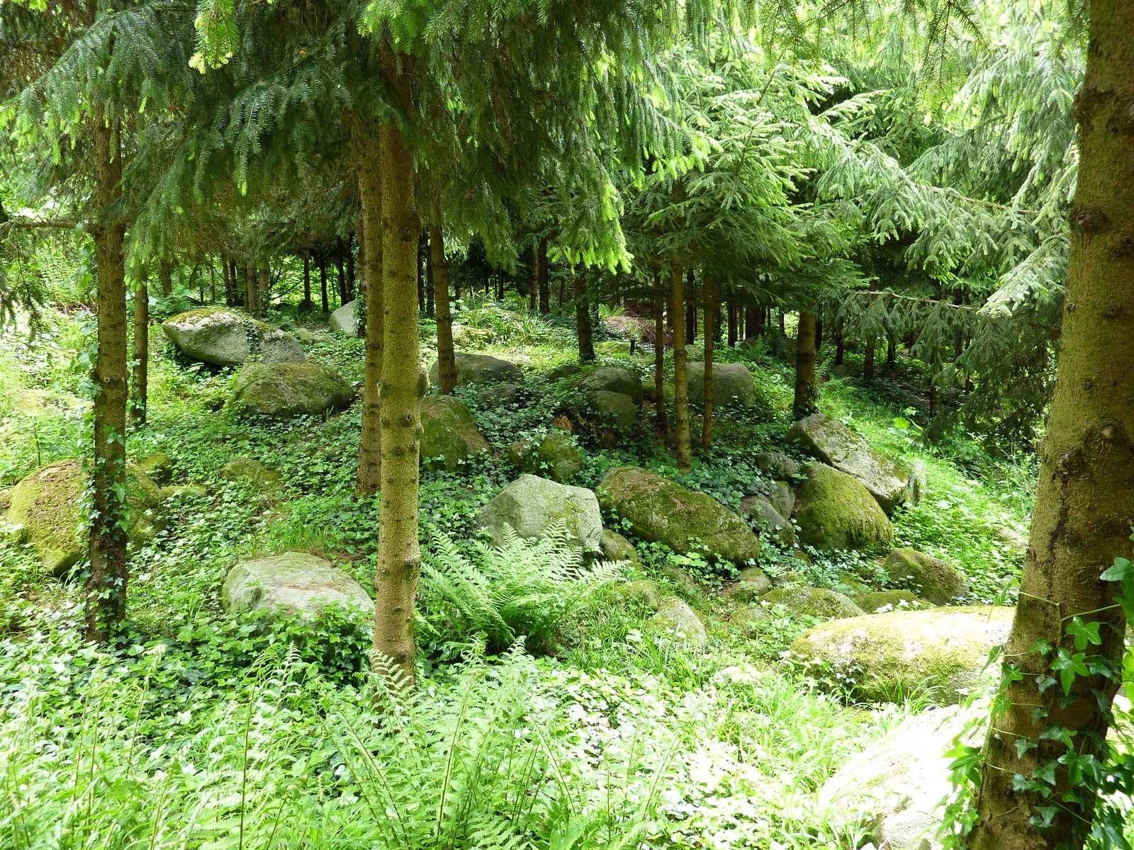 Обои трава, деревья, камни, зелень, хвоя, сад, франция, albert-kahn japanese gardens, grass, trees, stones, greens, needles, garden, france разрешение 2592x1944 Загрузить