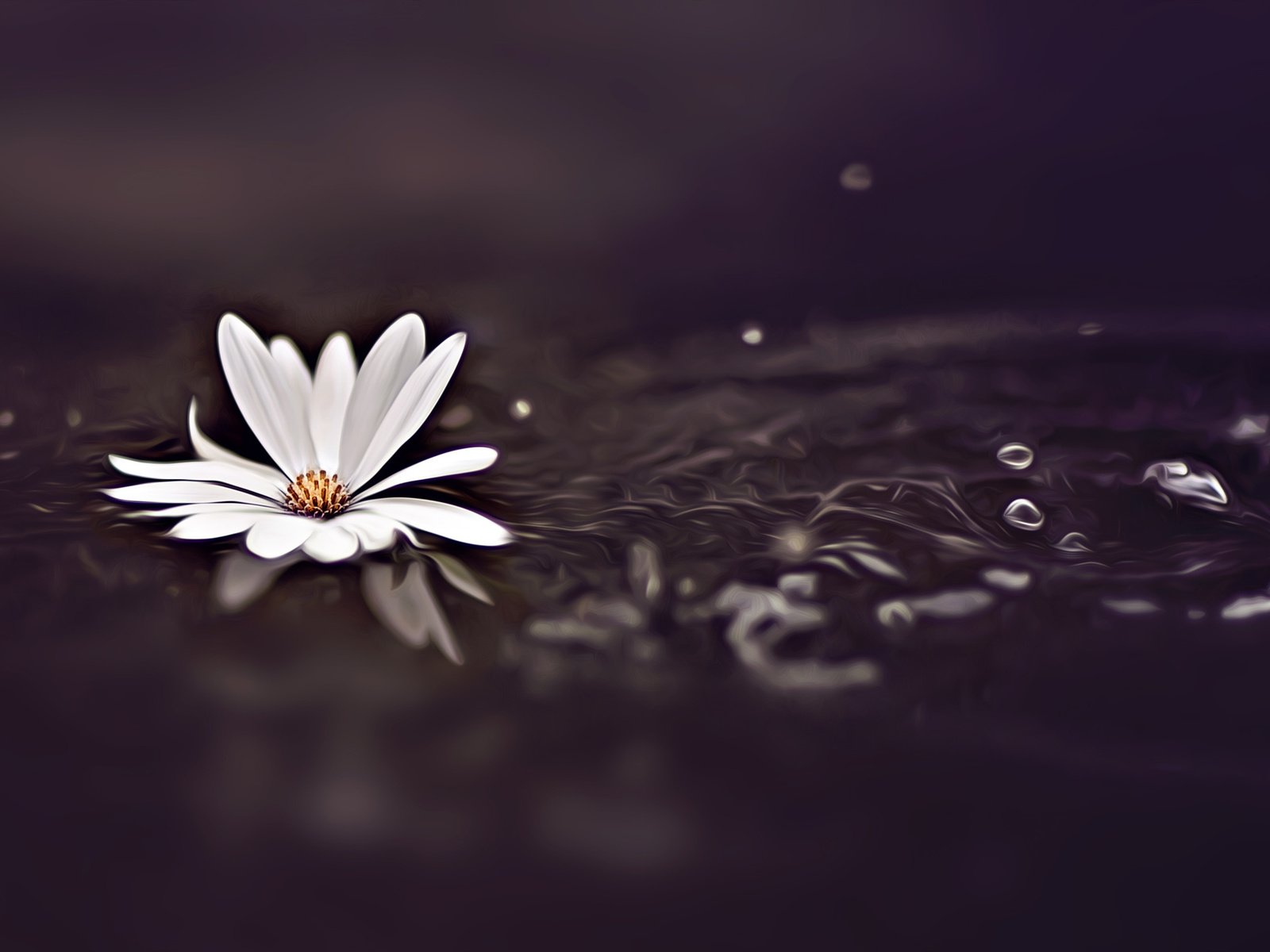 Обои вода, фон, цветок, капли, белый, космея, water, background, flower, drops, white, kosmeya разрешение 2048x1365 Загрузить