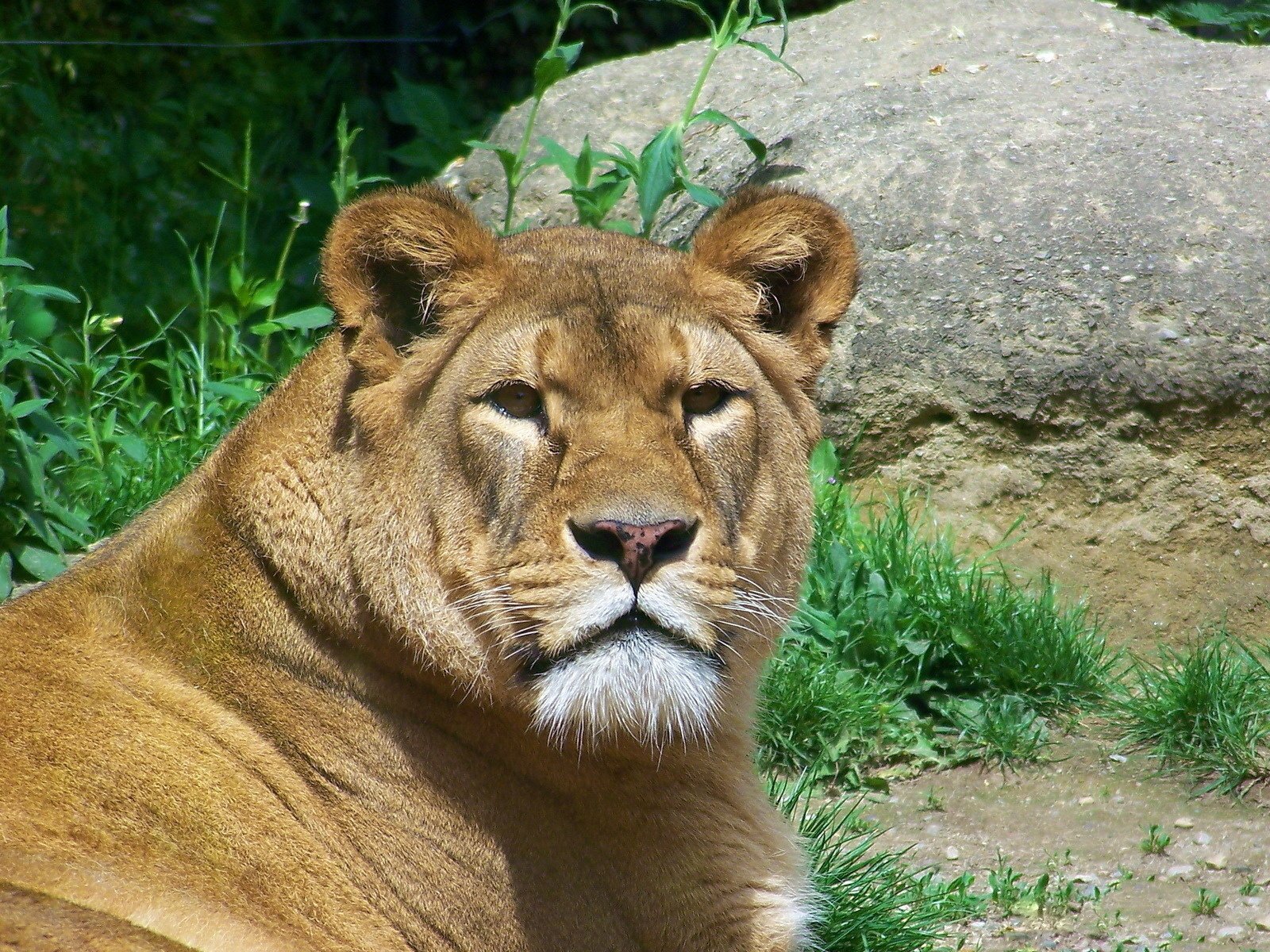 Обои морда, взгляд, хищник, лев, львица, face, look, predator, leo, lioness разрешение 1920x1200 Загрузить