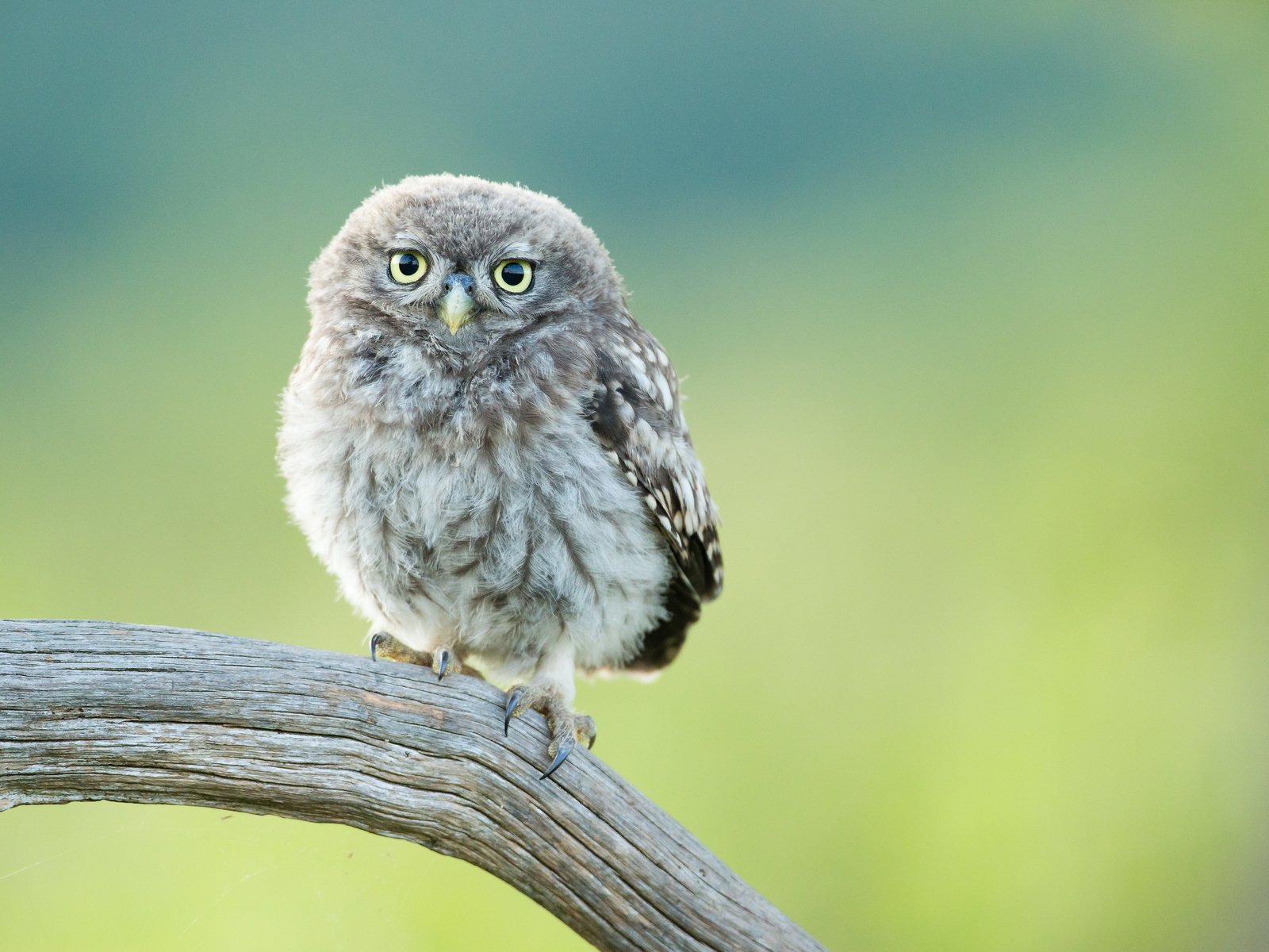 Обои сова, птенец, ветка, птица, совенок, owl, chick, branch, bird, owlet разрешение 3000x2000 Загрузить