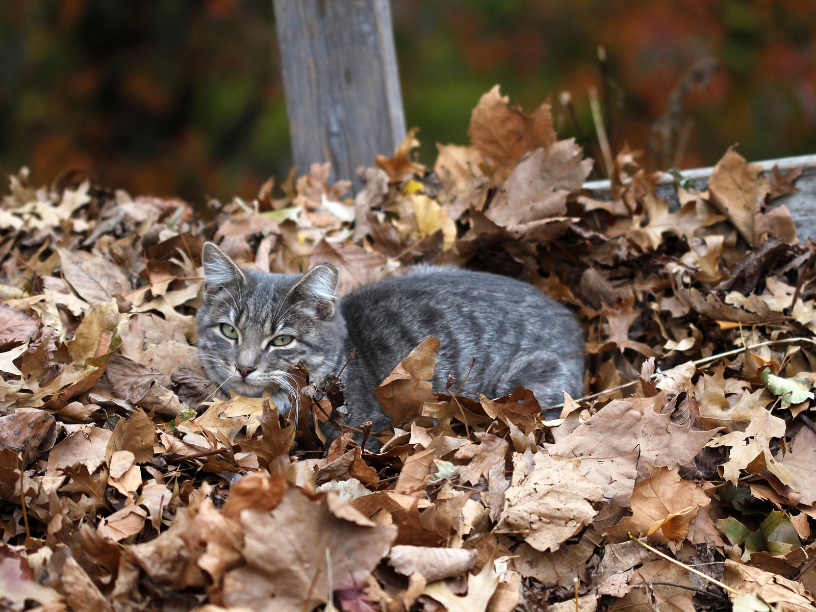 Обои листья, кот, мордочка, кошка, взгляд, осень, сухие листья, leaves, cat, muzzle, look, autumn, dry leaves разрешение 2048x1365 Загрузить