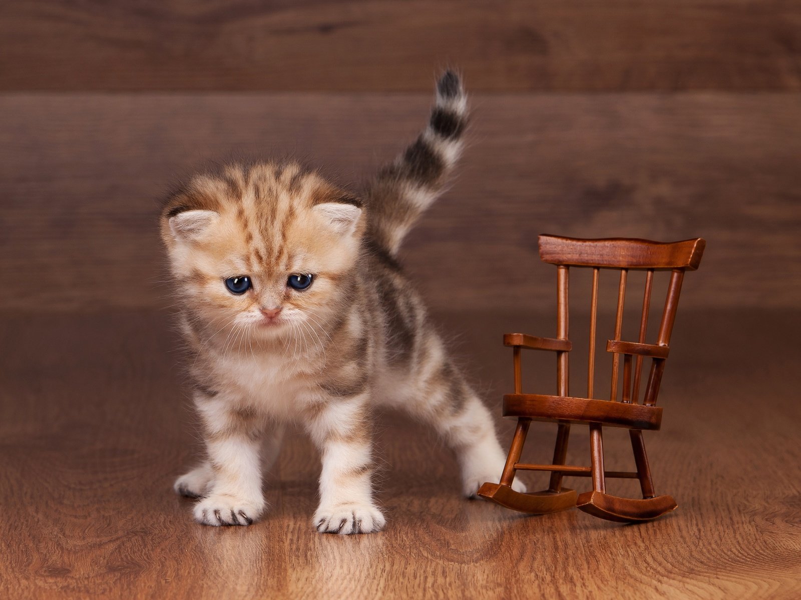 Обои кошка, котенок, маленький, игрушка, пол, полосатый, ламинат, кресло-качалка, cat, kitty, small, toy, floor, striped, laminate, rocking chair разрешение 2880x2057 Загрузить