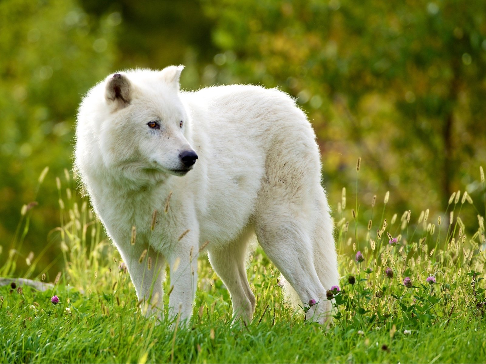 Обои трава, лес, хищник, волк, мелвильский островной волк, арктический волк, grass, forest, predator, wolf, arctic island wolf, arctic wolf разрешение 3600x2399 Загрузить