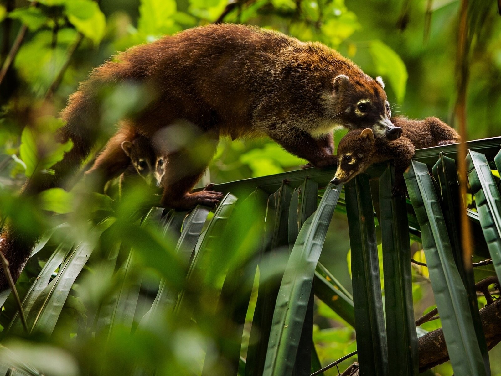 Обои листья, детеныши, носуха, коати, leaves, cubs, the coati, coati разрешение 1920x1201 Загрузить