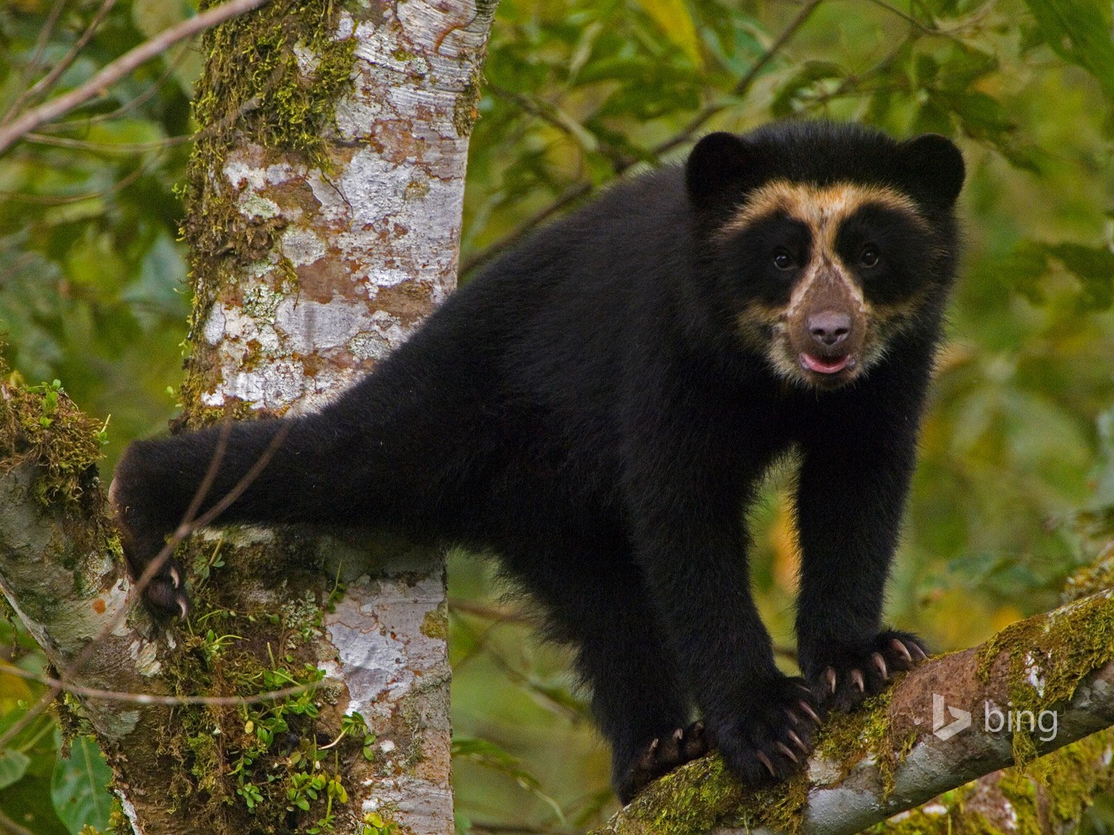 Обои дерево, лес, медведь, очковый медведь, tree, forest, bear, spectacled bear разрешение 1920x1200 Загрузить