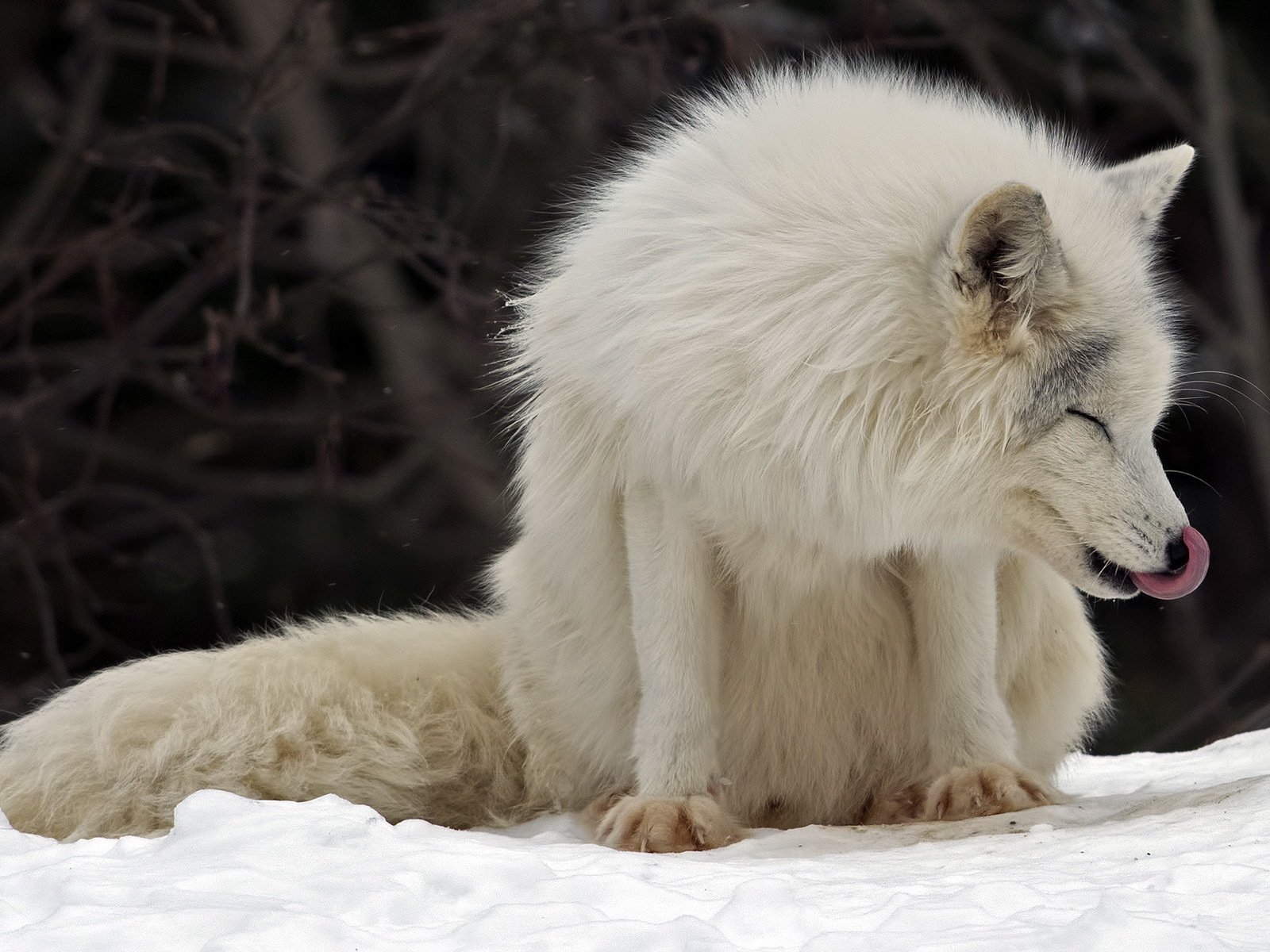 Обои канада, песец, полярная лисица, parc omega, montebello, арктическая лиса, canada, fox, polar fox, arctic fox разрешение 1920x1200 Загрузить