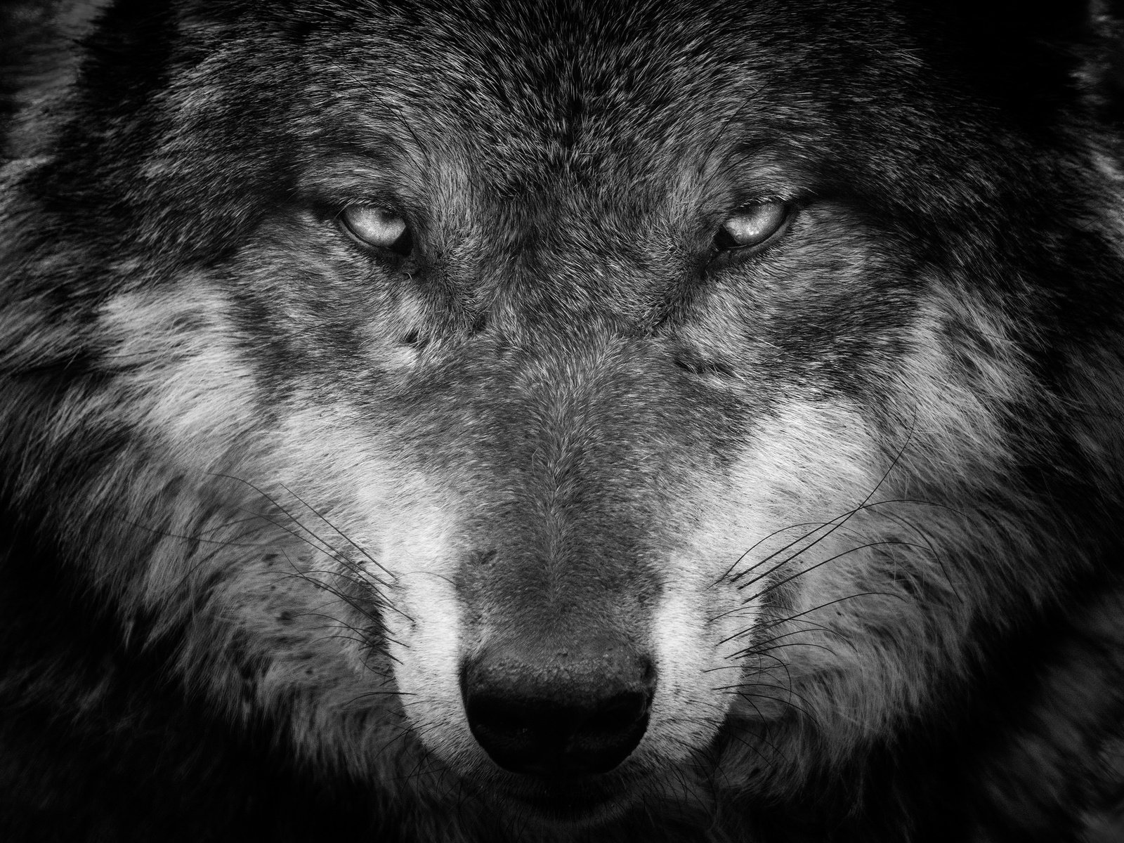 Обои фон, взгляд, чёрно-белое, хищник, волк, iook, background, look, black and white, predator, wolf разрешение 2048x1365 Загрузить