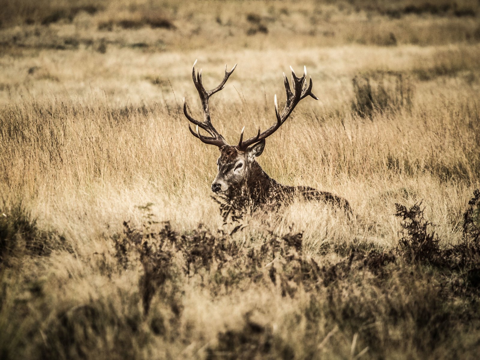 Обои олень, поле, куст, рога, deer, field, bush, horns разрешение 3952x2533 Загрузить