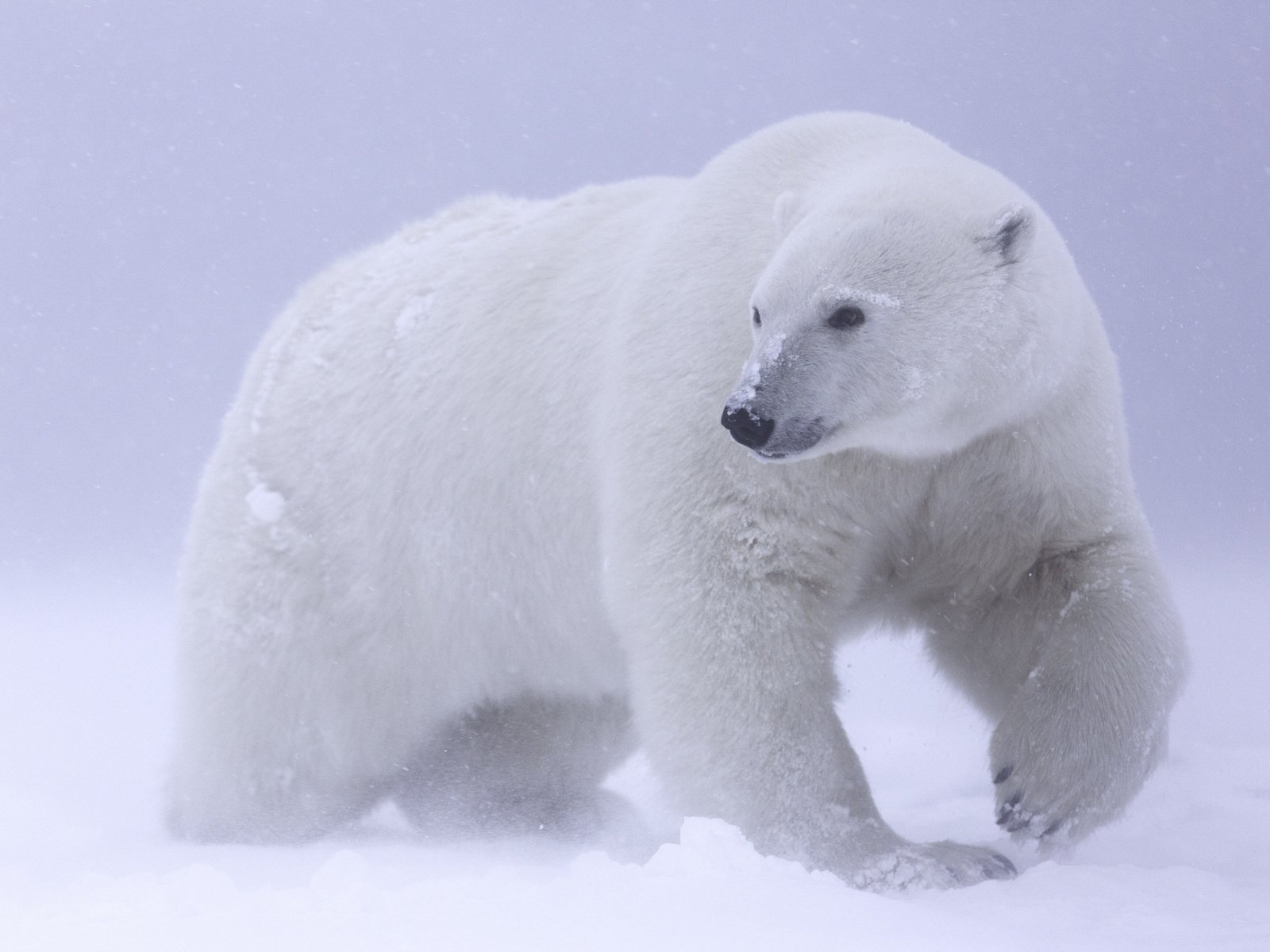 Обои снег, белый медведь, арктика, snow, polar bear, arctic разрешение 2048x1365 Загрузить