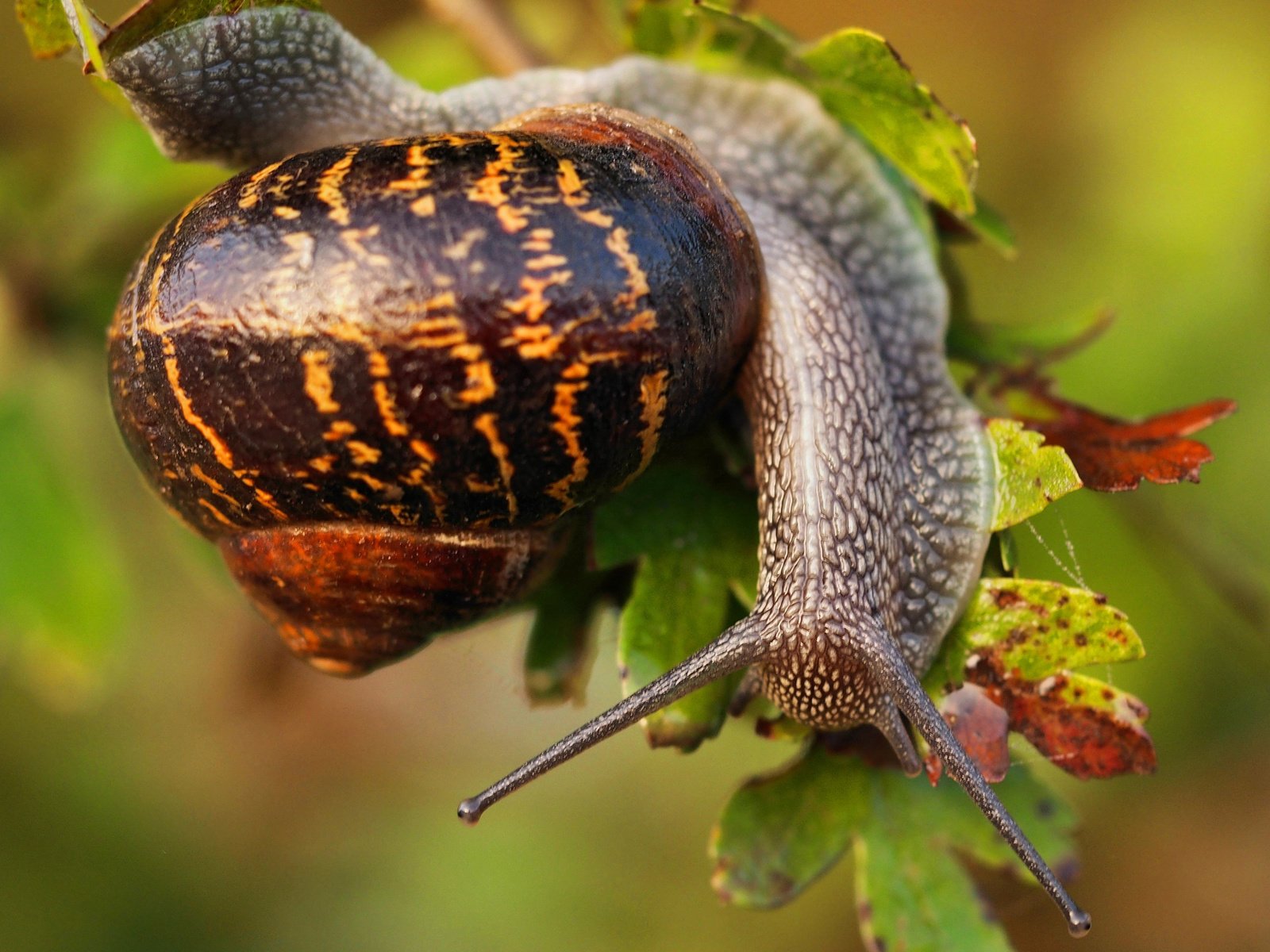 Обои листья, макро, улитка, раковина, leaves, macro, snail, sink разрешение 2048x1555 Загрузить