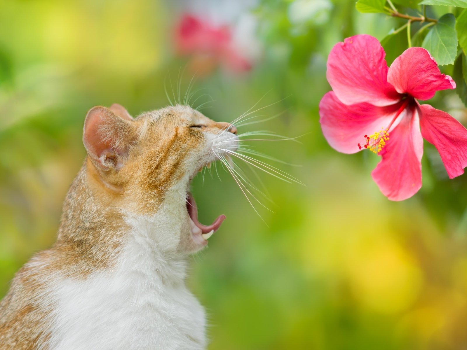 Обои фон, цветок, кот, кошка, зевает, background, flower, cat, yawns разрешение 2048x1365 Загрузить