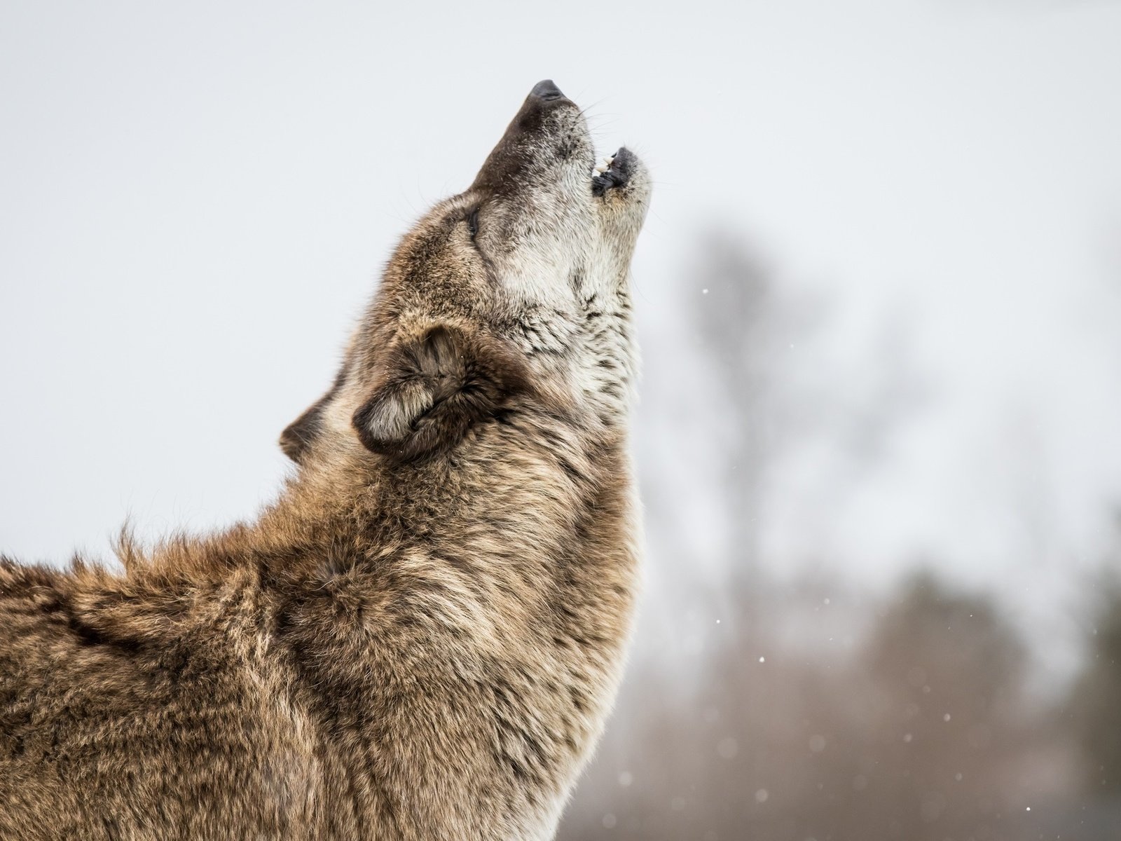 Обои морда, поза, серый, хищник, профиль, мех, волк, вой, face, pose, grey, predator, profile, fur, wolf, howl разрешение 2048x1365 Загрузить