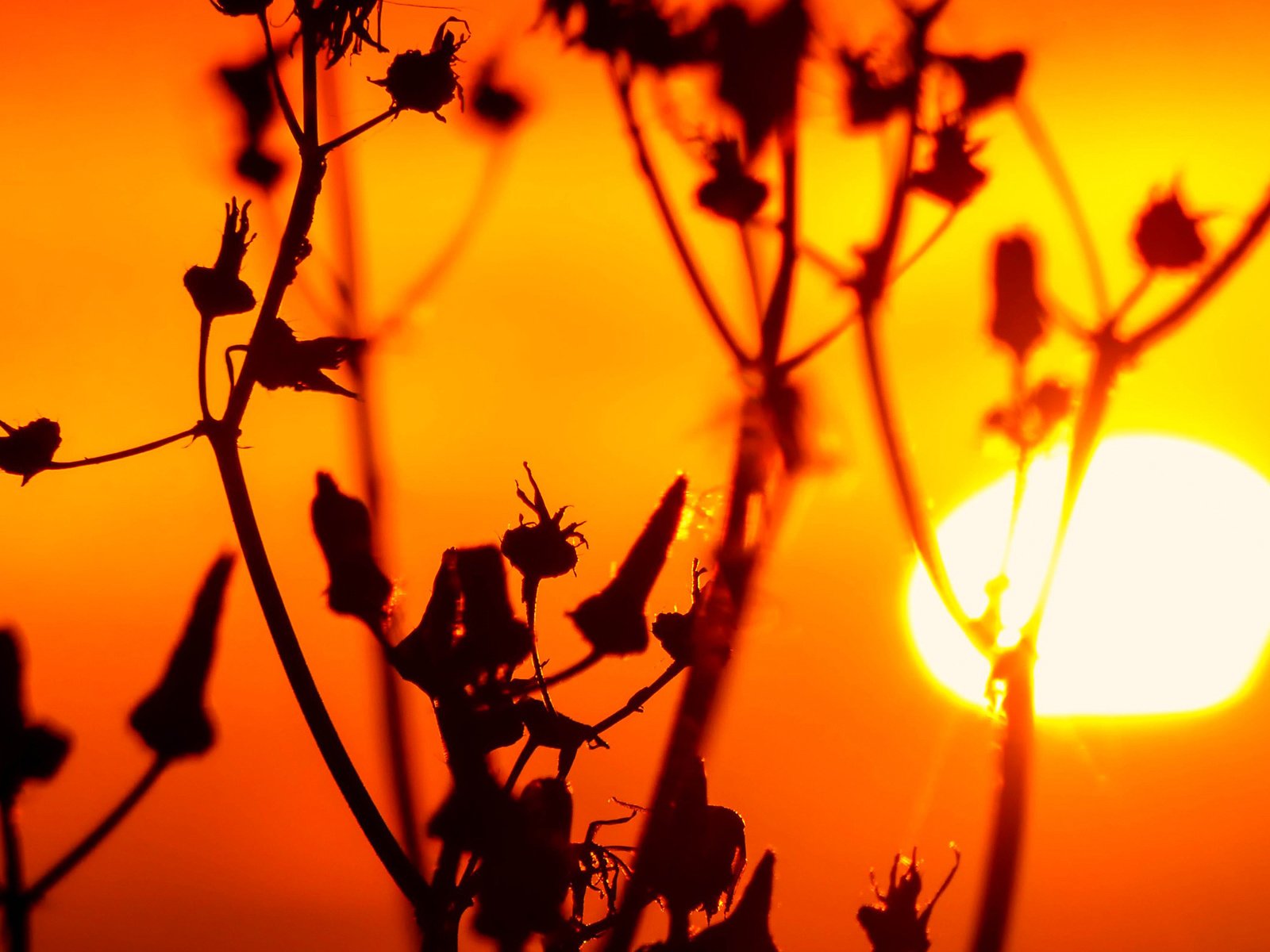 Обои трава, солнце, природа, закат, растение, стебель, сорняк, grass, the sun, nature, sunset, plant, stem, weed разрешение 1920x1200 Загрузить