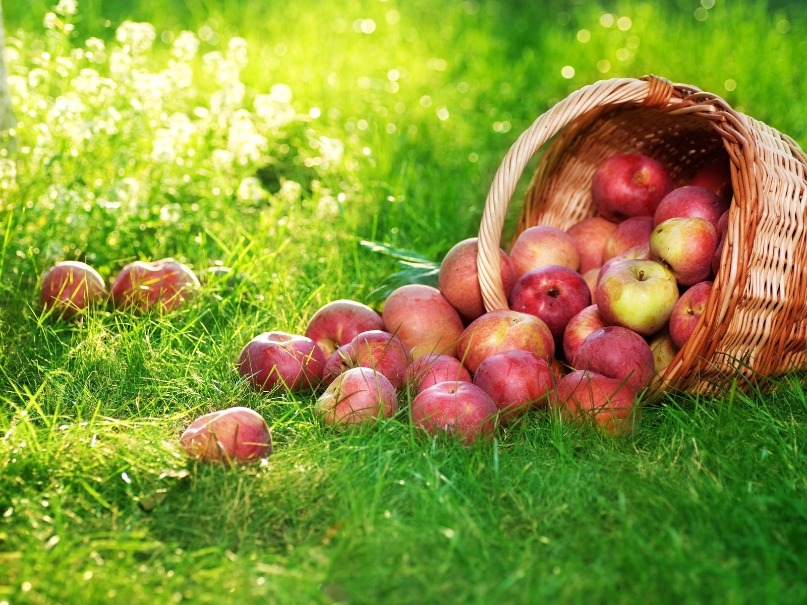 Обои трава, фрукты, яблоки, корзина, плоды, корзинка с яблоками, grass, fruit, apples, basket, basket with apples разрешение 2560x1600 Загрузить