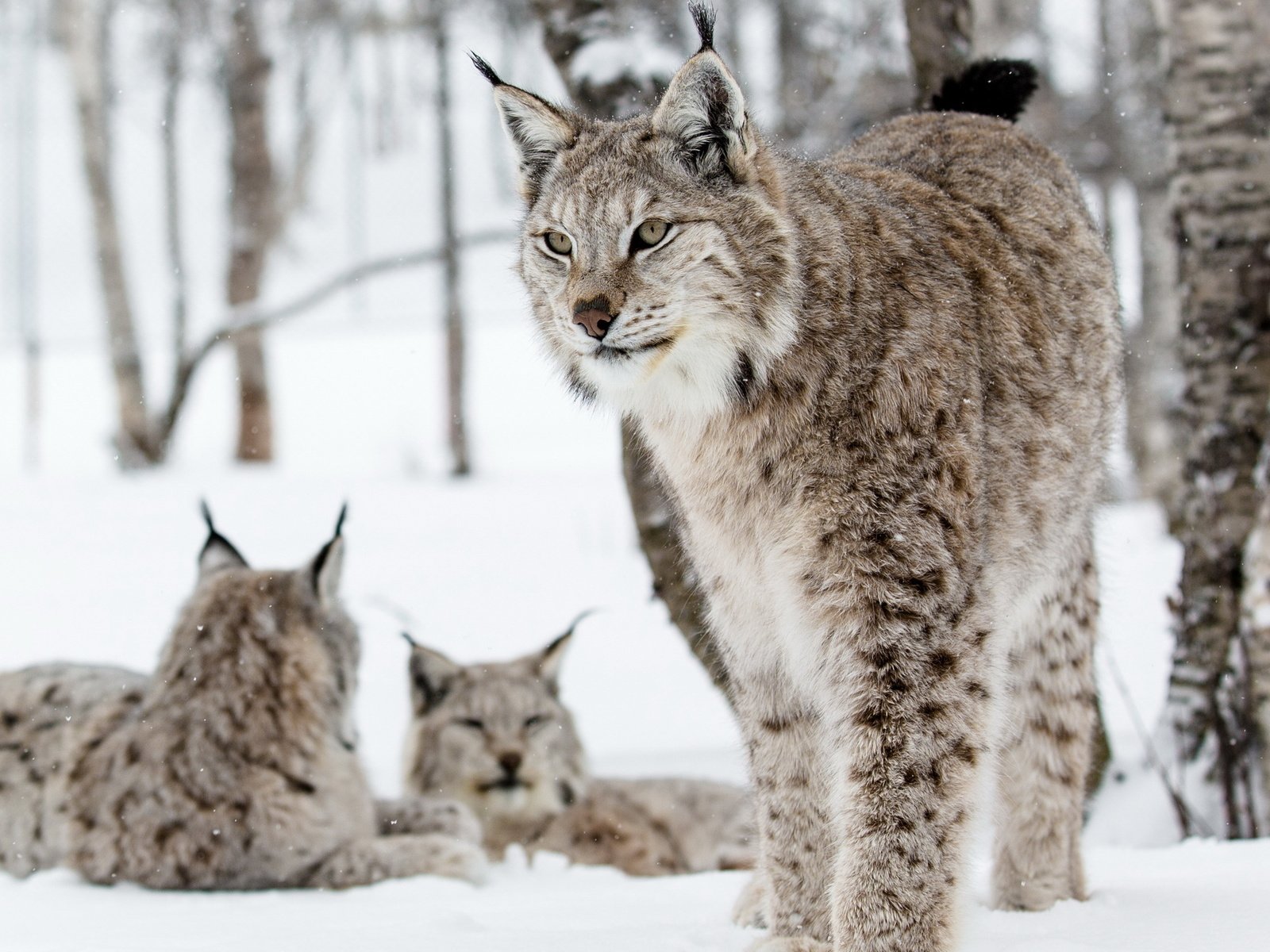 Обои природа, фон, рыси, nature, background, lynx разрешение 2560x1600 Загрузить