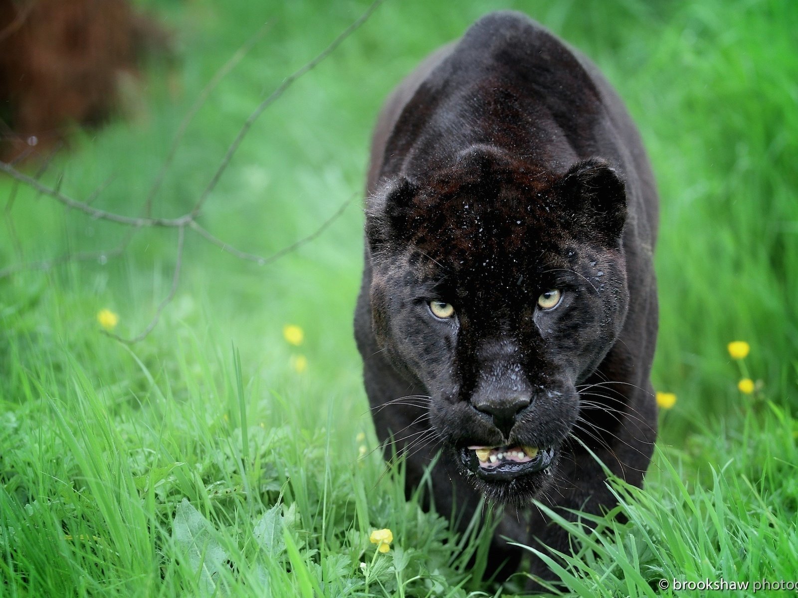 Обои морда, хищник, ягуар, пантера, дикая кошка, face, predator, jaguar, panther, wild cat разрешение 2048x1365 Загрузить