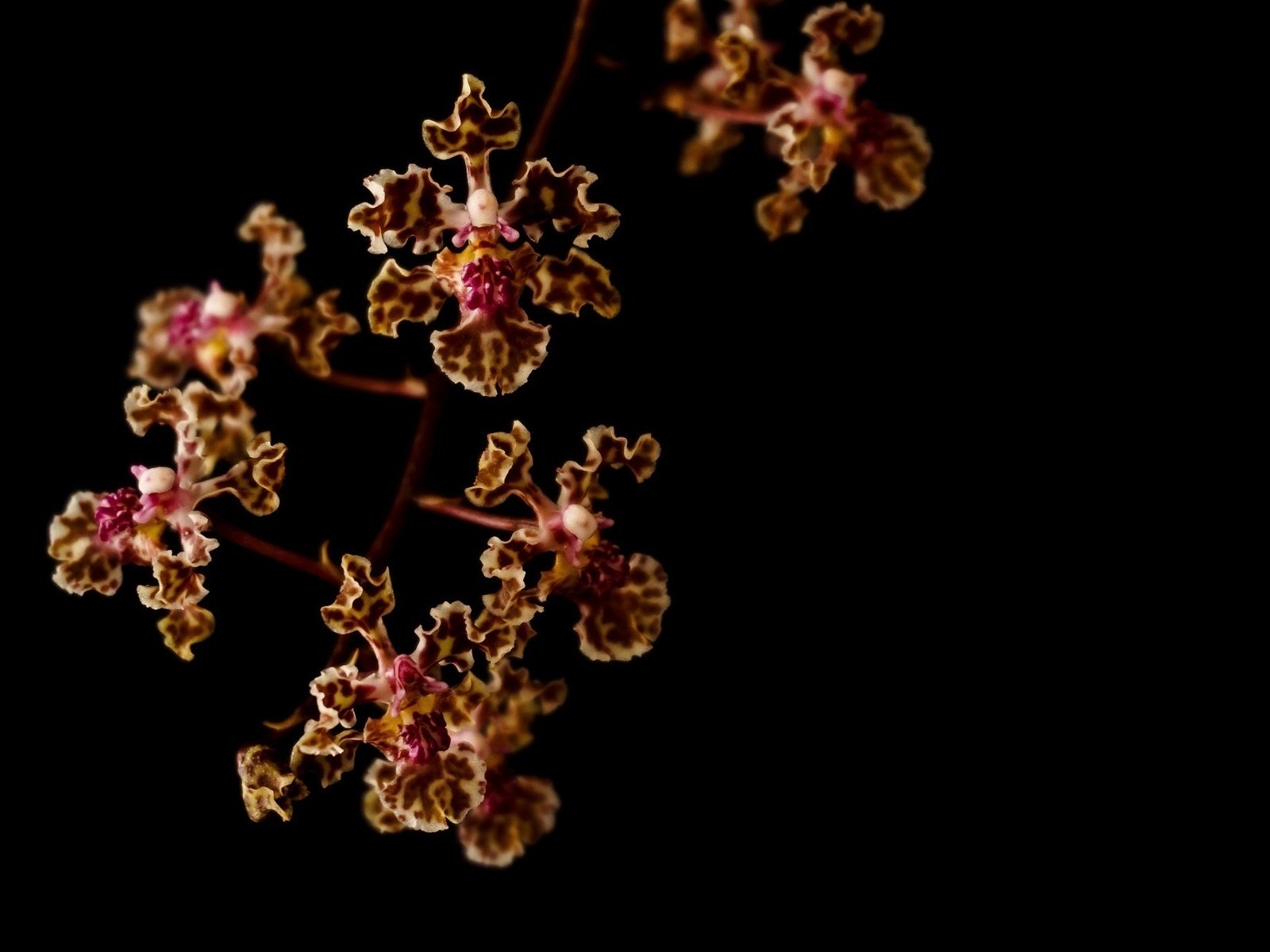 Обои ветка, макро, темный фон, орхидеи, пестрый, branch, macro, the dark background, orchids, motley разрешение 2048x1360 Загрузить