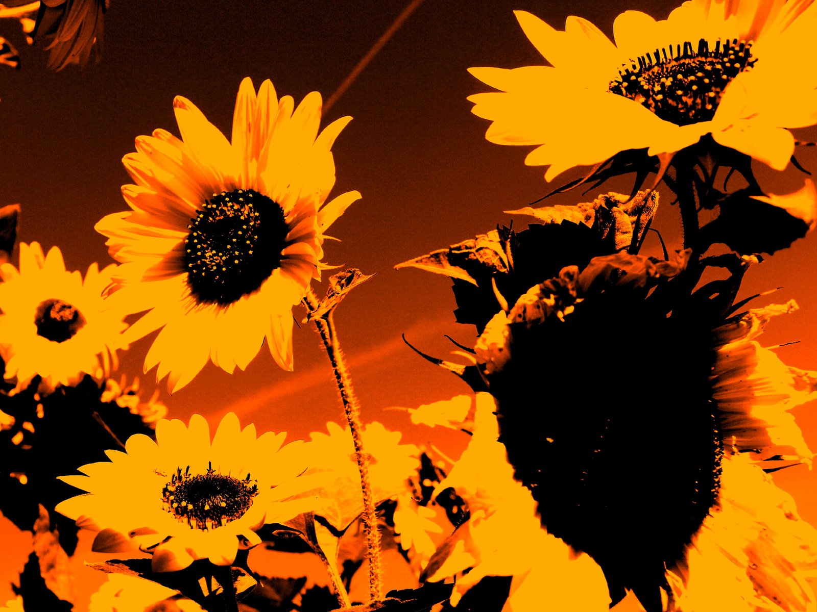 Обои лепестки, осень, подсолнух, силуэт, petals, autumn, sunflower, silhouette разрешение 1920x1385 Загрузить