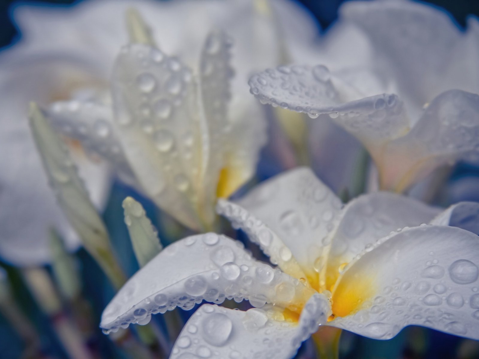 Обои цветы, вода, капли, белые, flowers, water, drops, white разрешение 2048x1365 Загрузить