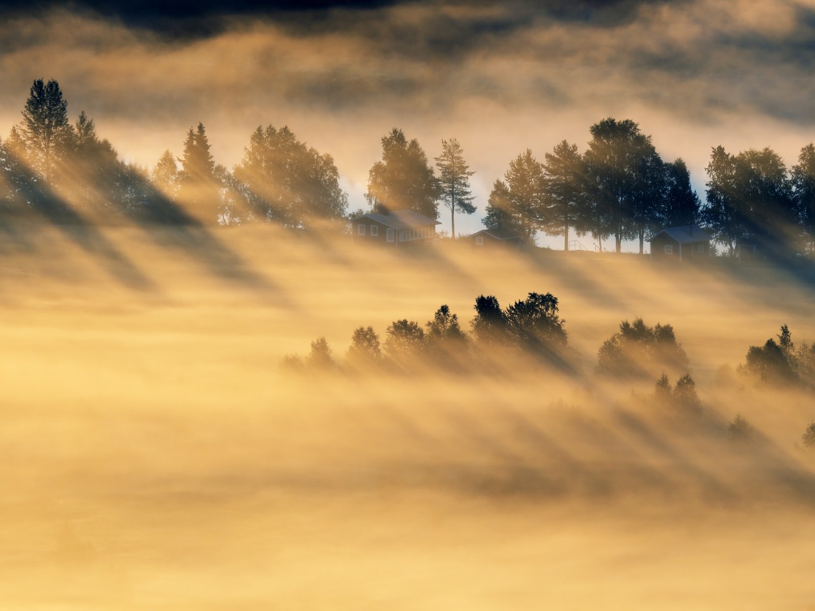 Обои деревья, лес, утро, туман, поле, trees, forest, morning, fog, field разрешение 5079x2857 Загрузить