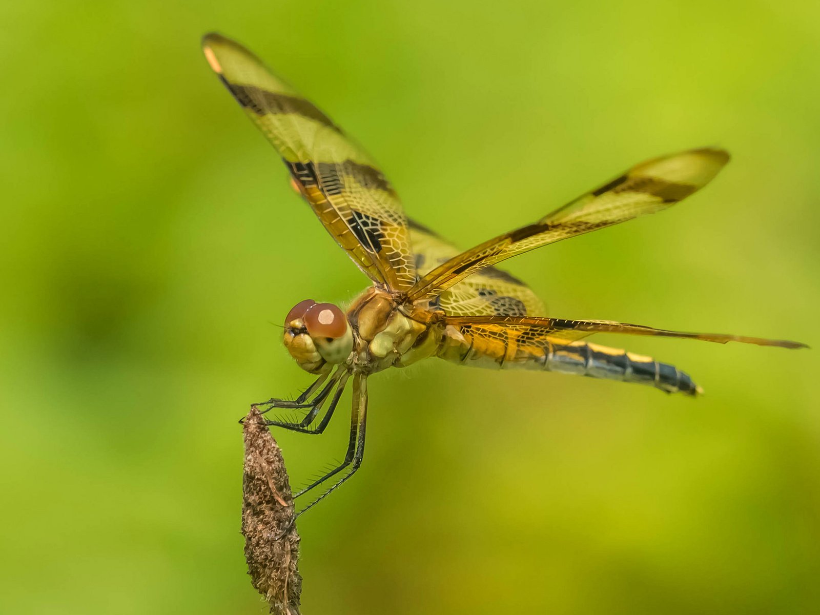 Обои природа, насекомое, крылья, стрекоза, nature, insect, wings, dragonfly разрешение 2048x1380 Загрузить