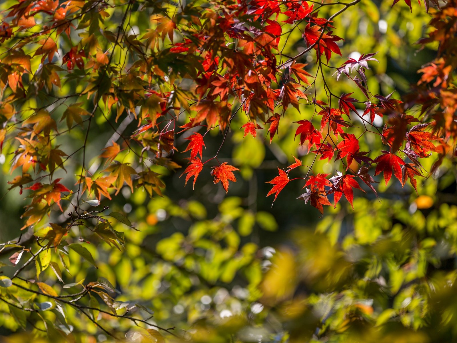 Обои листья, ветки, осень, клен, японский клен, leaves, branches, autumn, maple, japanese maple разрешение 5400x3476 Загрузить