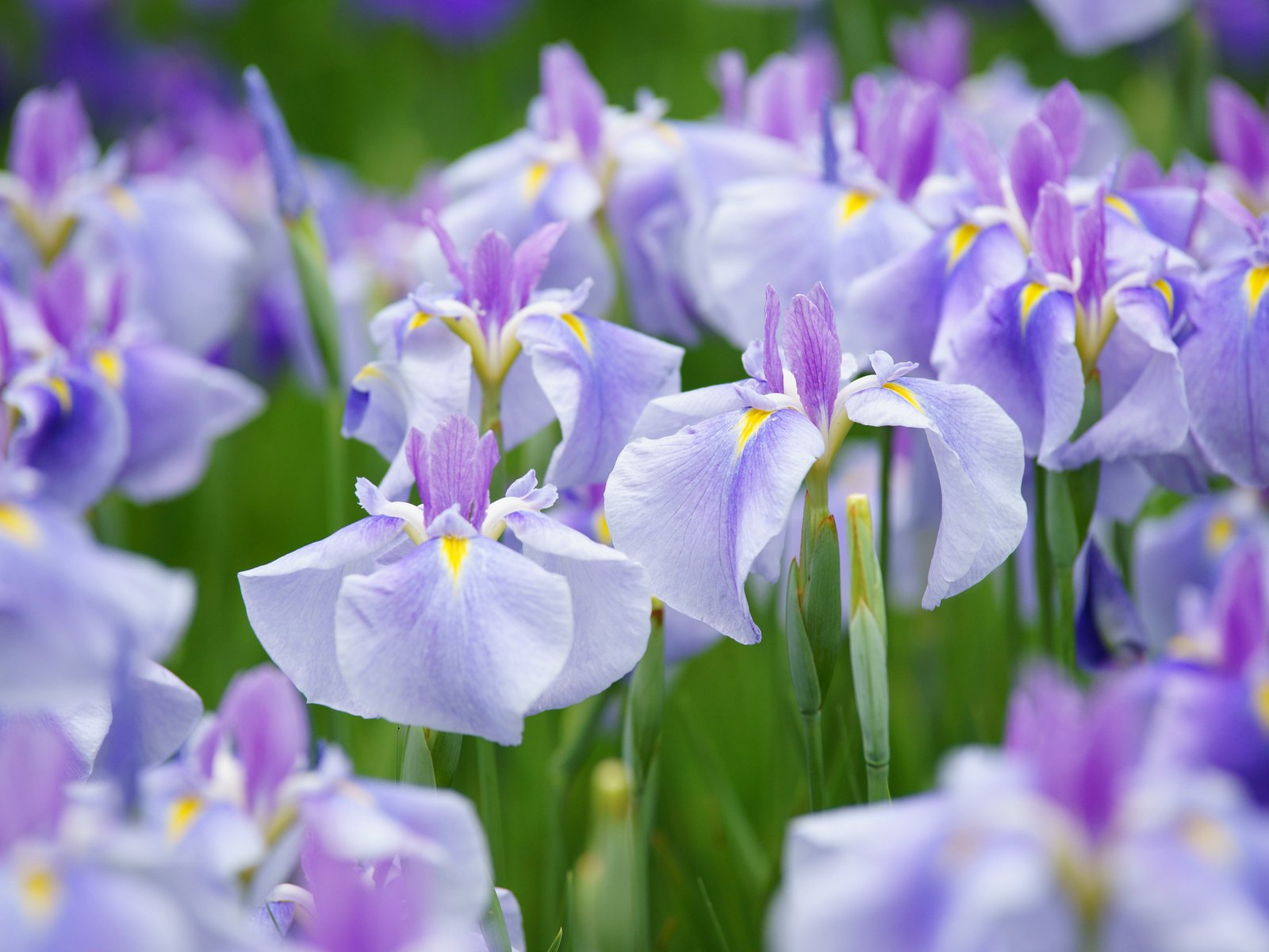 Обои природа, лепестки, луг, ирис, nature, petals, meadow, iris разрешение 2048x1365 Загрузить