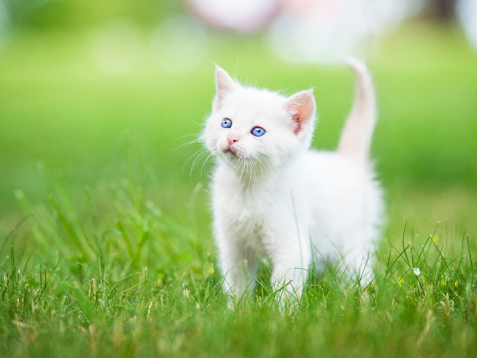 Обои трава, котенок, малыш, голубые глаза, белый котёнок, grass, kitty, baby, blue eyes, white kitten разрешение 5110x3400 Загрузить