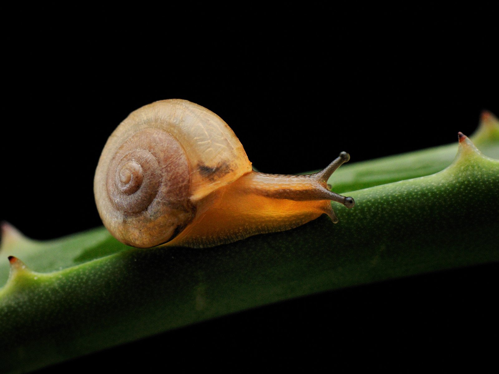 Обои природа, растение, улитка, раковина, nature, plant, snail, sink разрешение 2560x1700 Загрузить