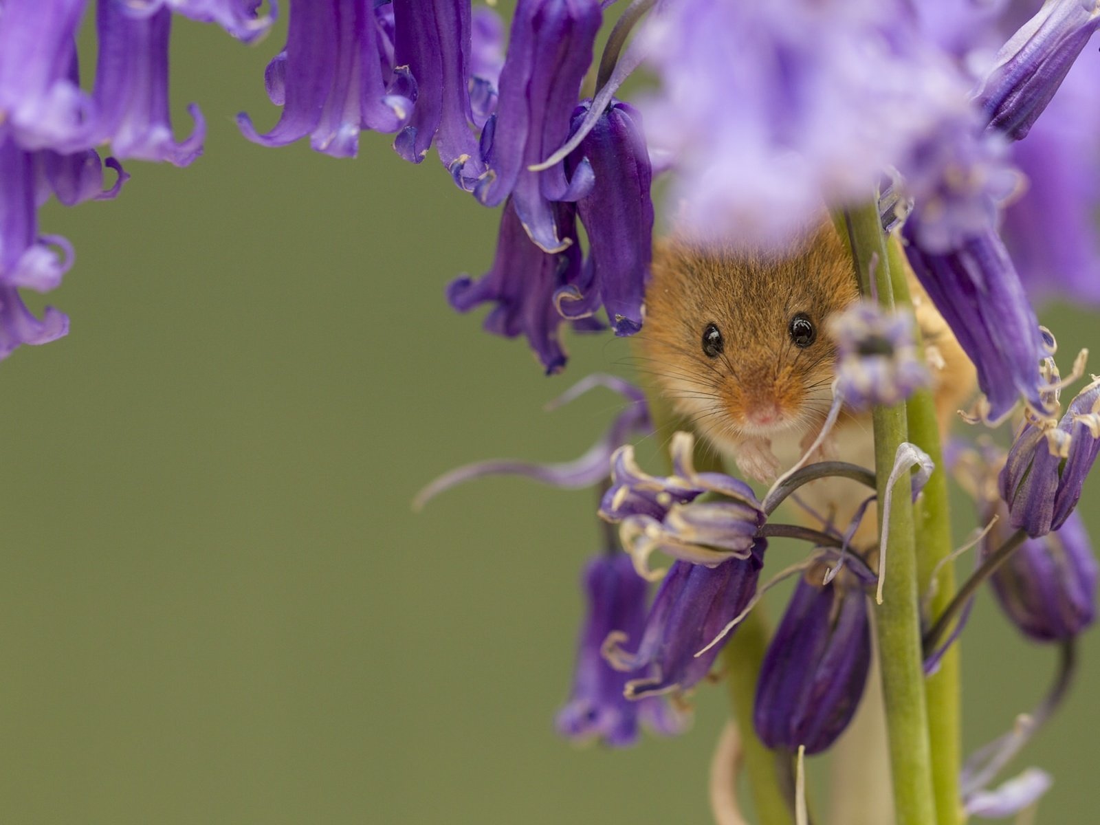 Обои цветы, макро, колокольчики, мышка, harvest mouse, мышь-малютка, flowers, macro, bells, mouse, the mouse is tiny разрешение 2048x1307 Загрузить