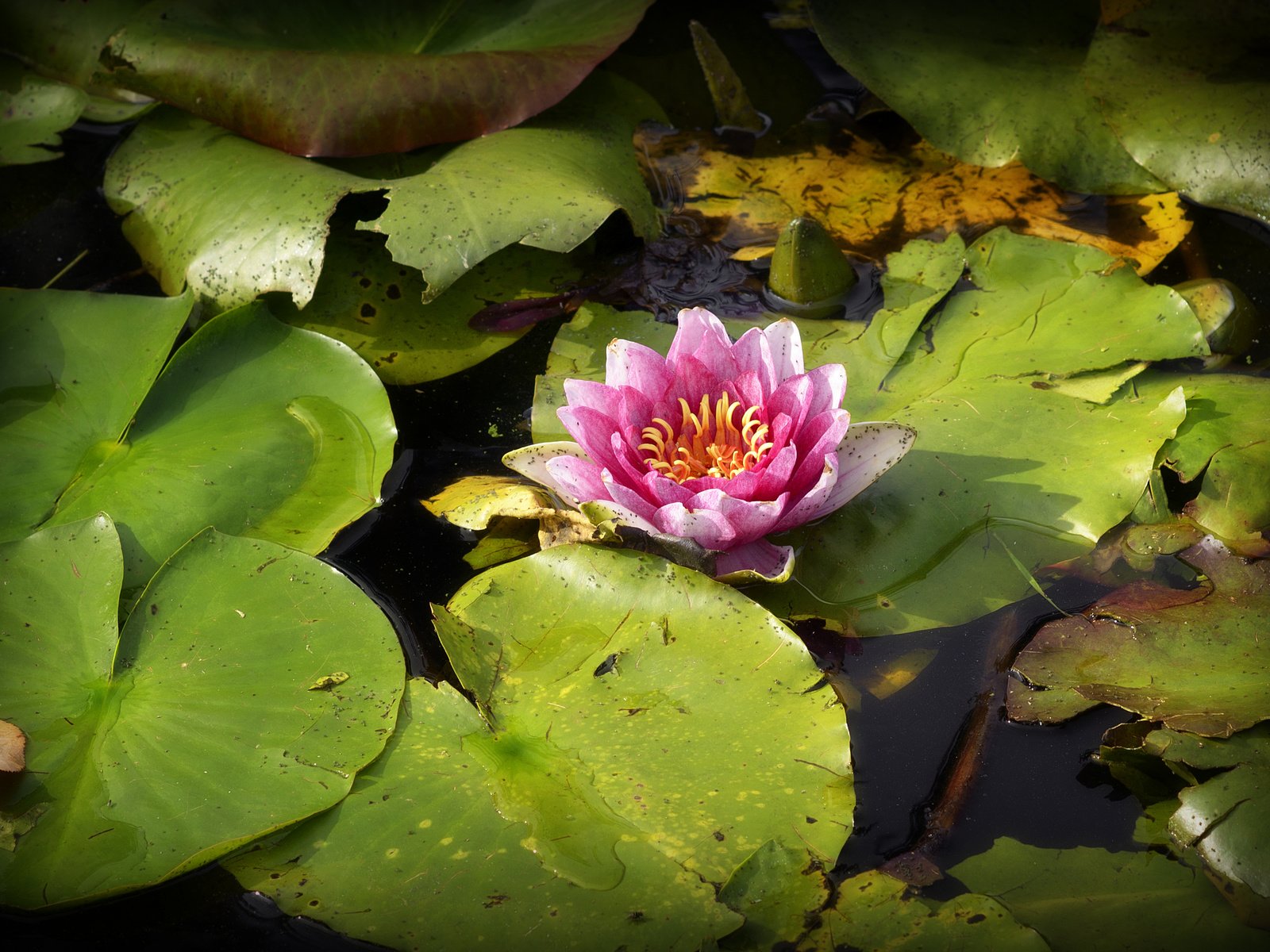 Обои цветок, флора, водяная лилия, водная лилия, flower, flora, water lily разрешение 2983x2040 Загрузить