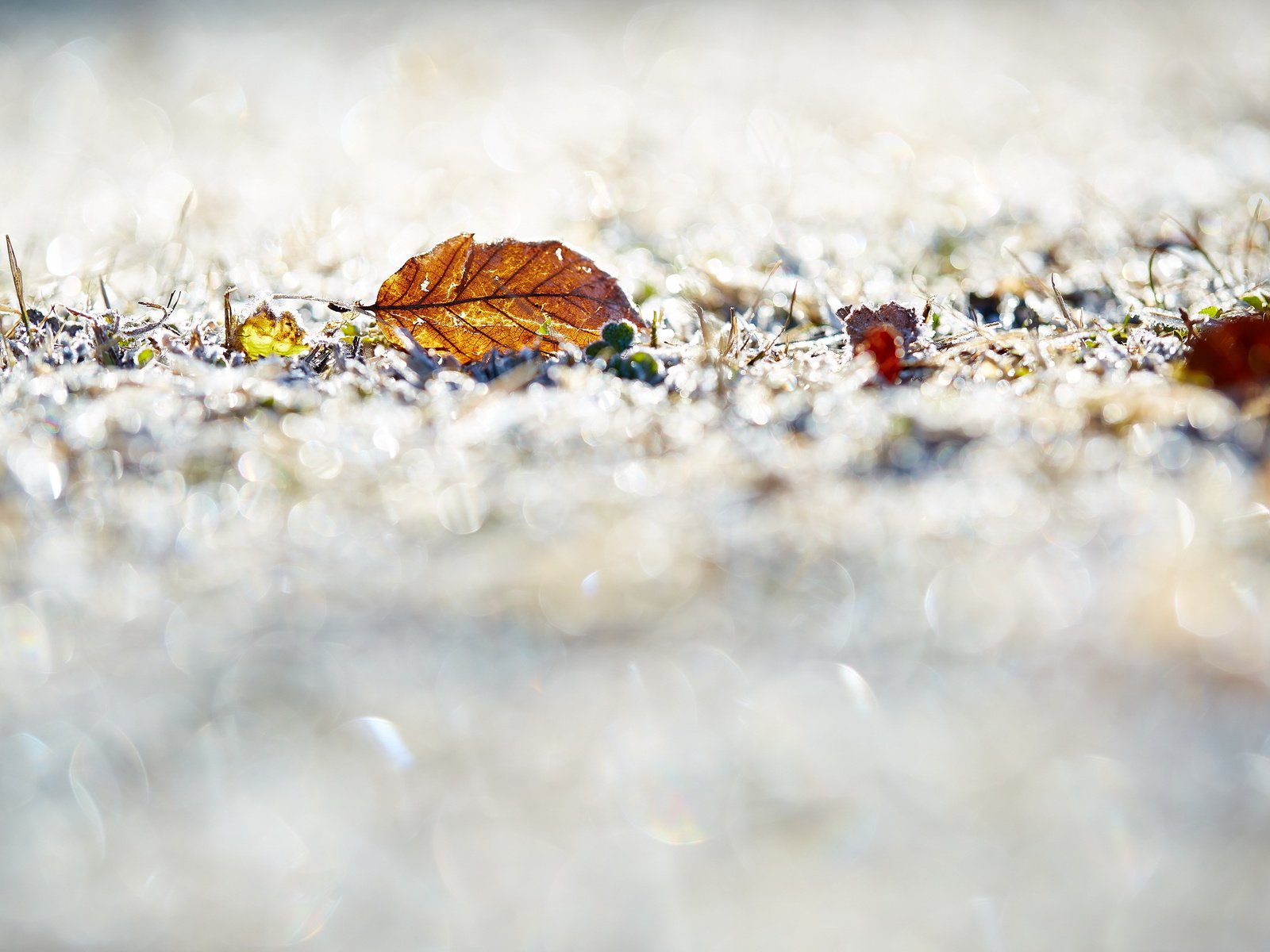 Обои трава, природа, листья, фон, grass, nature, leaves, background разрешение 2560x1707 Загрузить