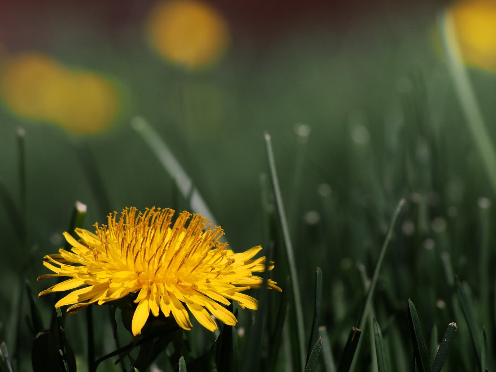 Обои трава, цветок, одуванчик, цветком, taraxacum officinale, grass, flower, dandelion разрешение 2560x1600 Загрузить