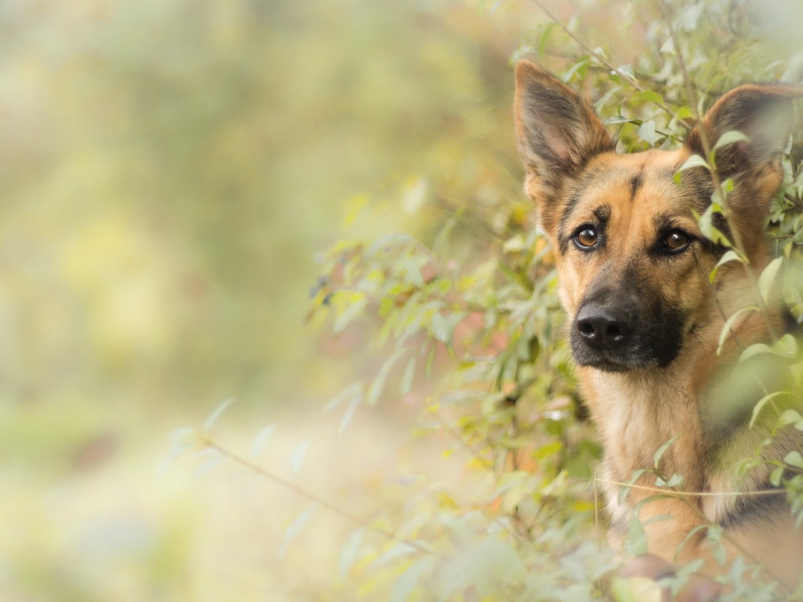 Обои взгляд, собака, друг, немецкая овчарка, овчарка, look, dog, each, german shepherd, shepherd разрешение 2560x1556 Загрузить