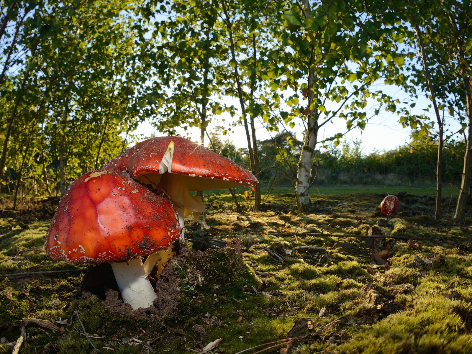 Обои природа, осень, грибы, nature, autumn, mushrooms разрешение 2048x1289 Загрузить