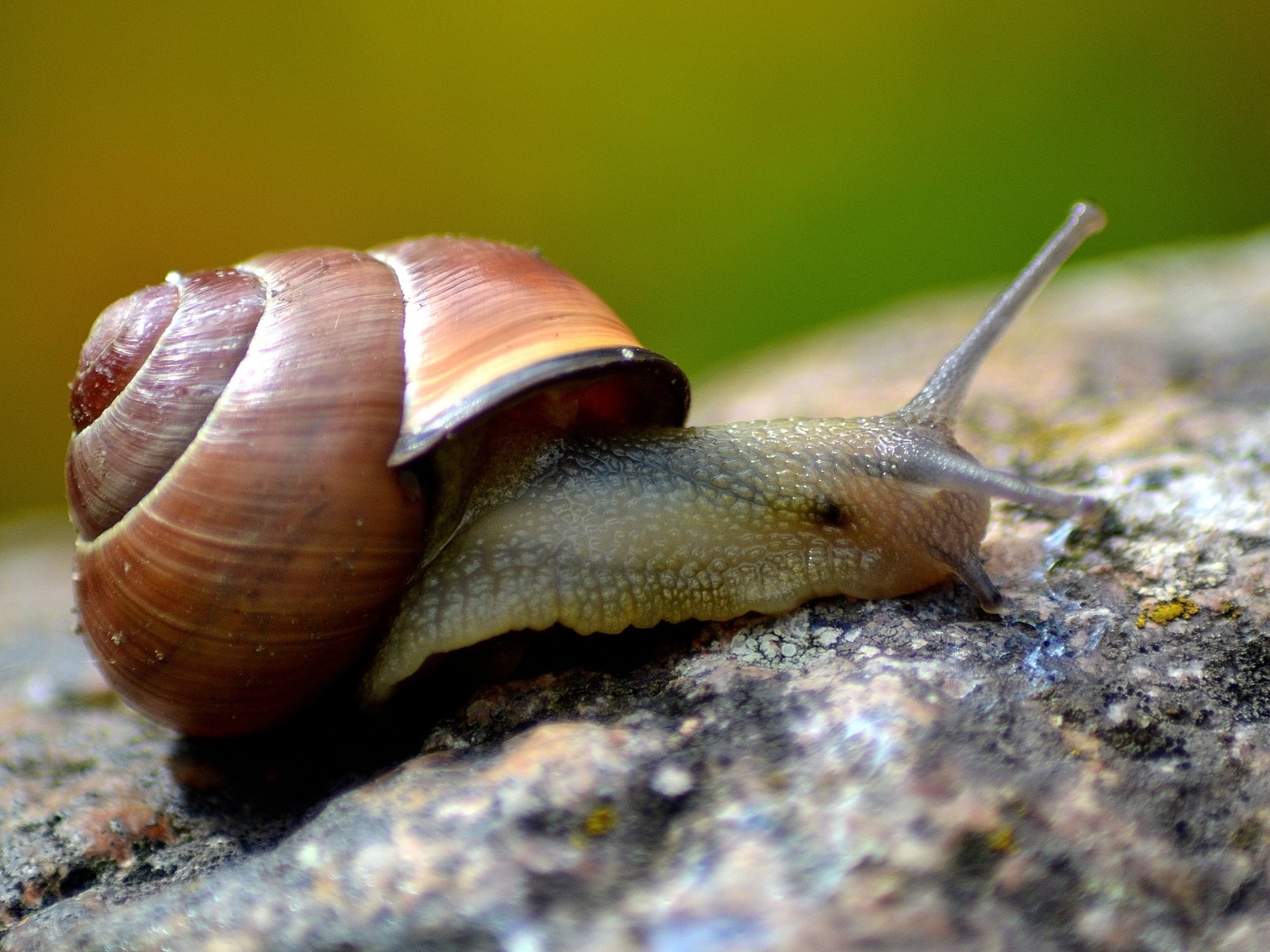 Обои макро, улитка, раковина, macro, snail, sink разрешение 4608x3072 Загрузить