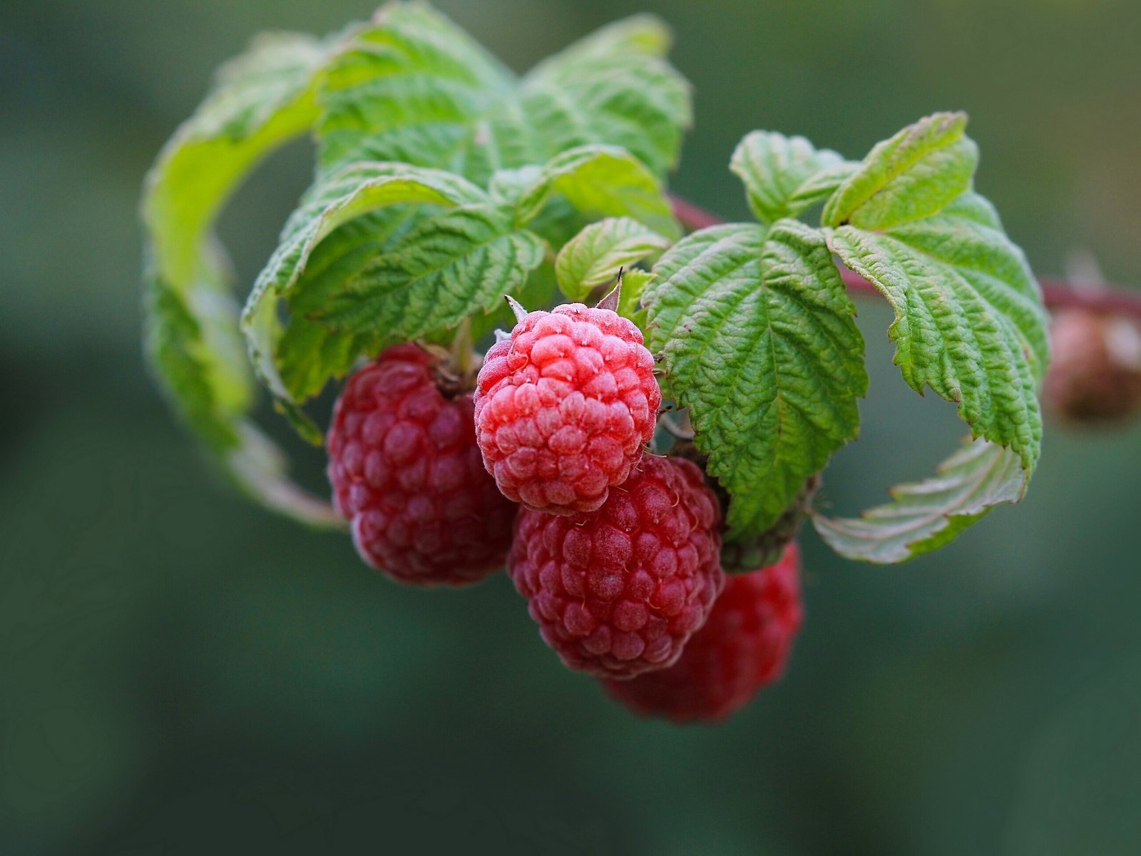 Обои ветка, природа, листья, малина, ягоды, branch, nature, leaves, raspberry, berries разрешение 2560x1724 Загрузить