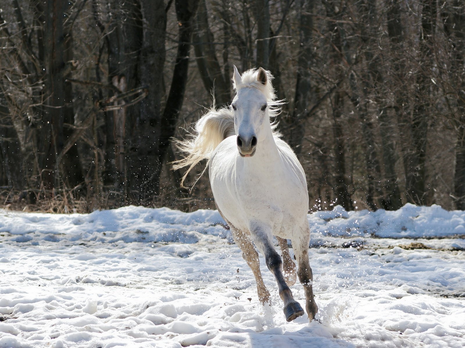 Обои лошадь, деревья, снег, зима, конь, белая, скачет, horse, trees, snow, winter, white, jump разрешение 2880x1920 Загрузить