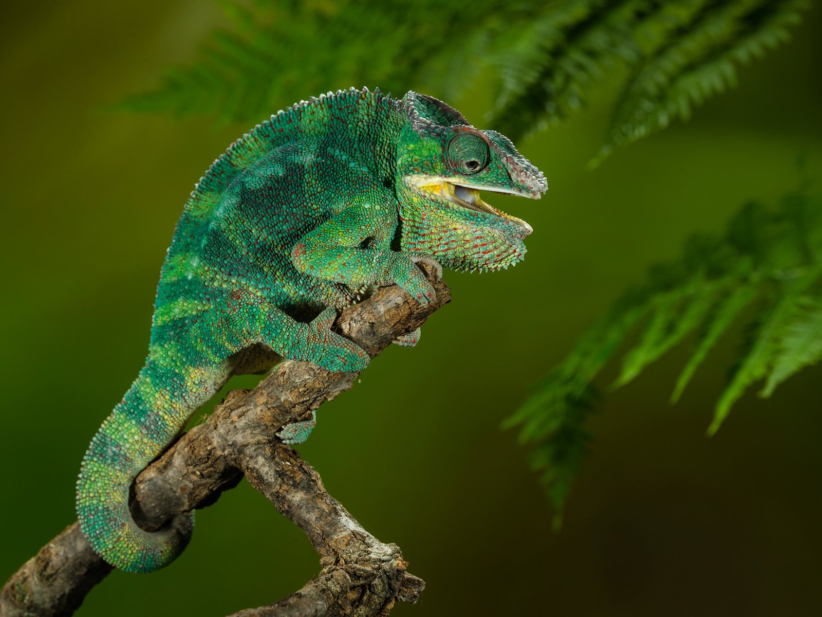 Обои chamaeleo calyptratus, йеменский хамелеон, хамелеон ящерица, yemen chameleon, chameleon lizard разрешение 3000x2000 Загрузить