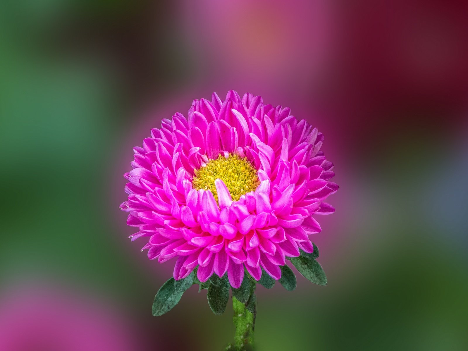 Обои макро, астра, aster flower, macro, astra разрешение 2880x1920 Загрузить