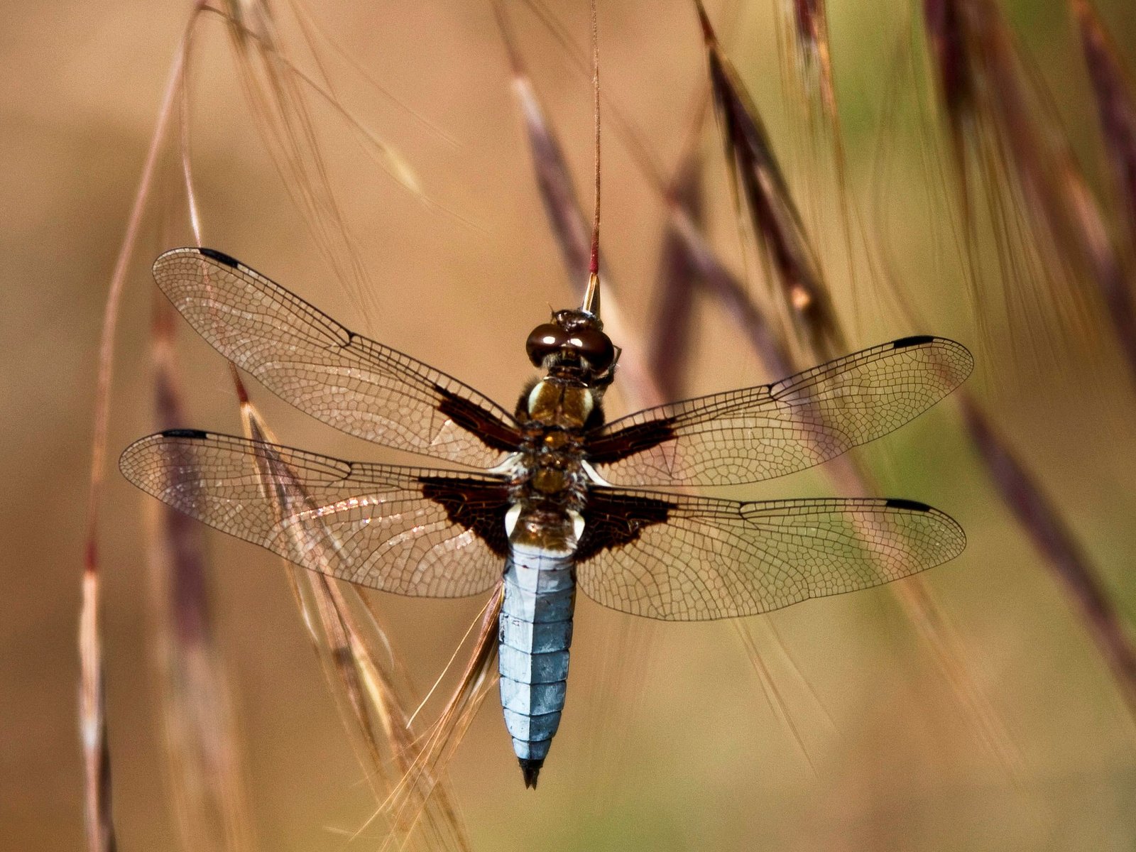 Обои глаза, трава, насекомое, крылья, стрекоза, колоски, eyes, grass, insect, wings, dragonfly, spikelets разрешение 2048x1656 Загрузить