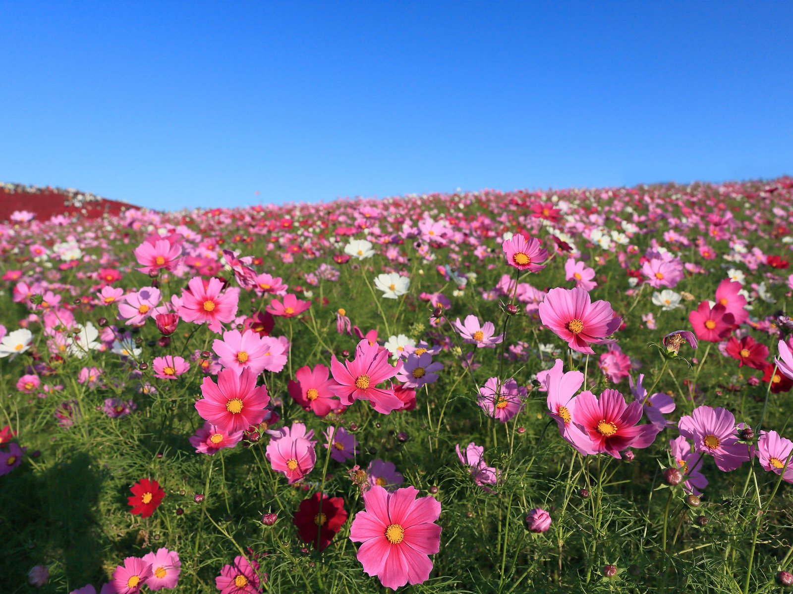 Обои небо, цветы, поле, космея, the sky, flowers, field, kosmeya разрешение 2048x1365 Загрузить