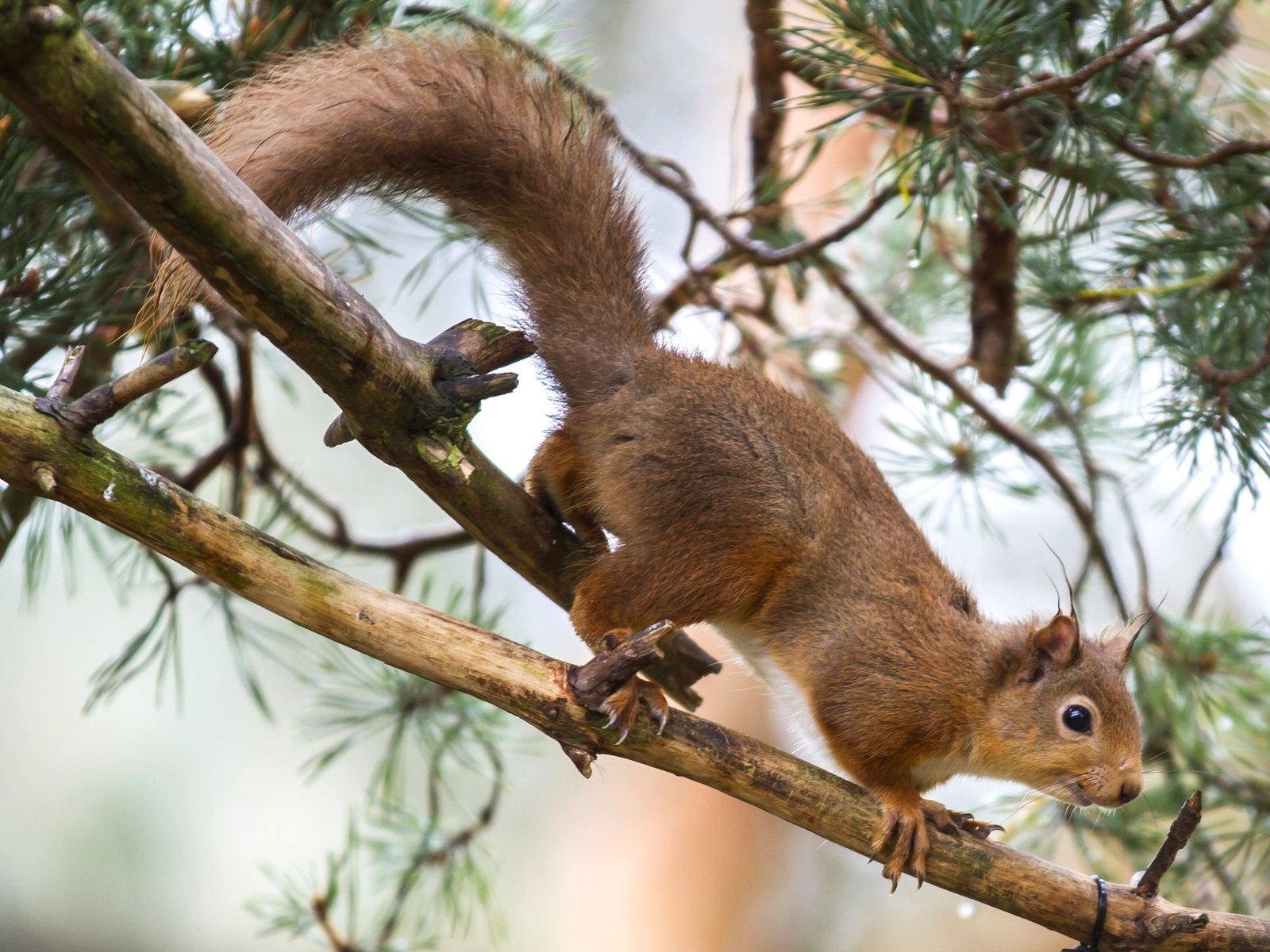 Обои дерево, рыжая, белка, зверек, хвост, tree, red, protein, animal, tail разрешение 2048x1354 Загрузить