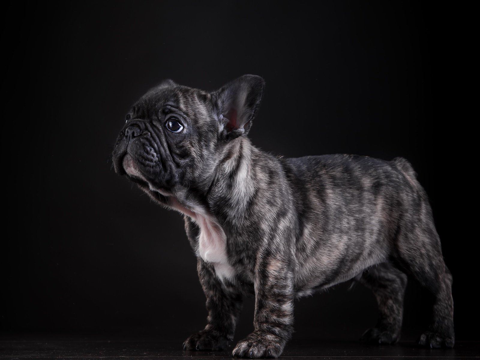 Обои собака, щенок, позирование, французский бульдог, dog, puppy, posing, french bulldog разрешение 4640x2990 Загрузить