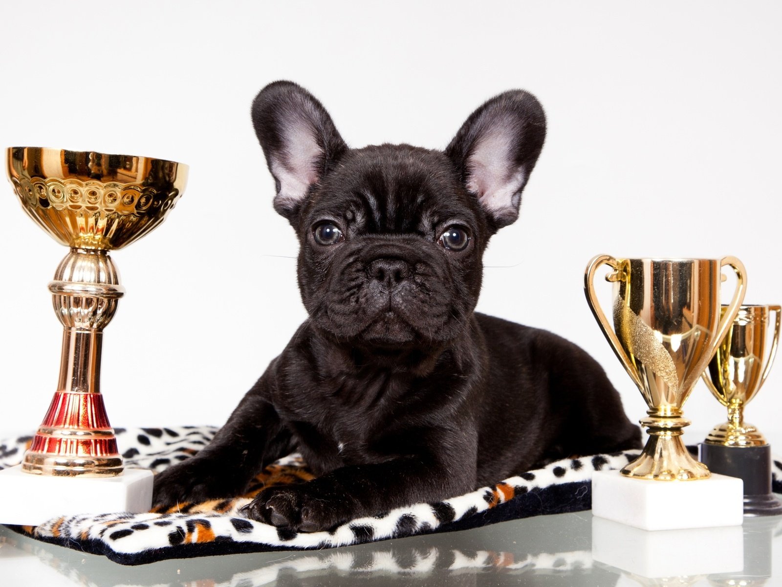 Обои черный, щенок, награды, бульдог, французский, кубки, black, puppy, awards, bulldog, french, cups разрешение 2400x1470 Загрузить